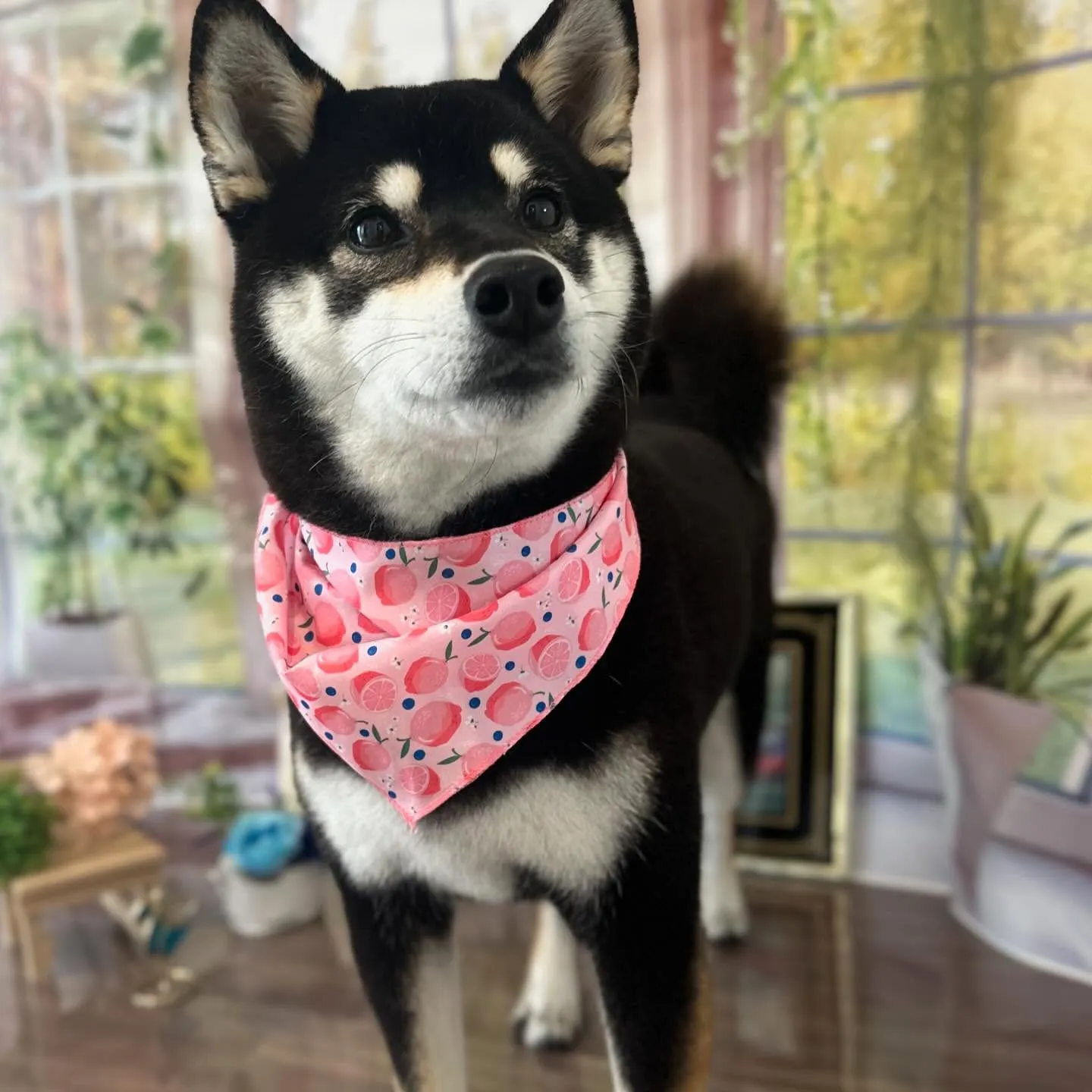 先月アップしきれなかったわんこさんたちです🐕🐾