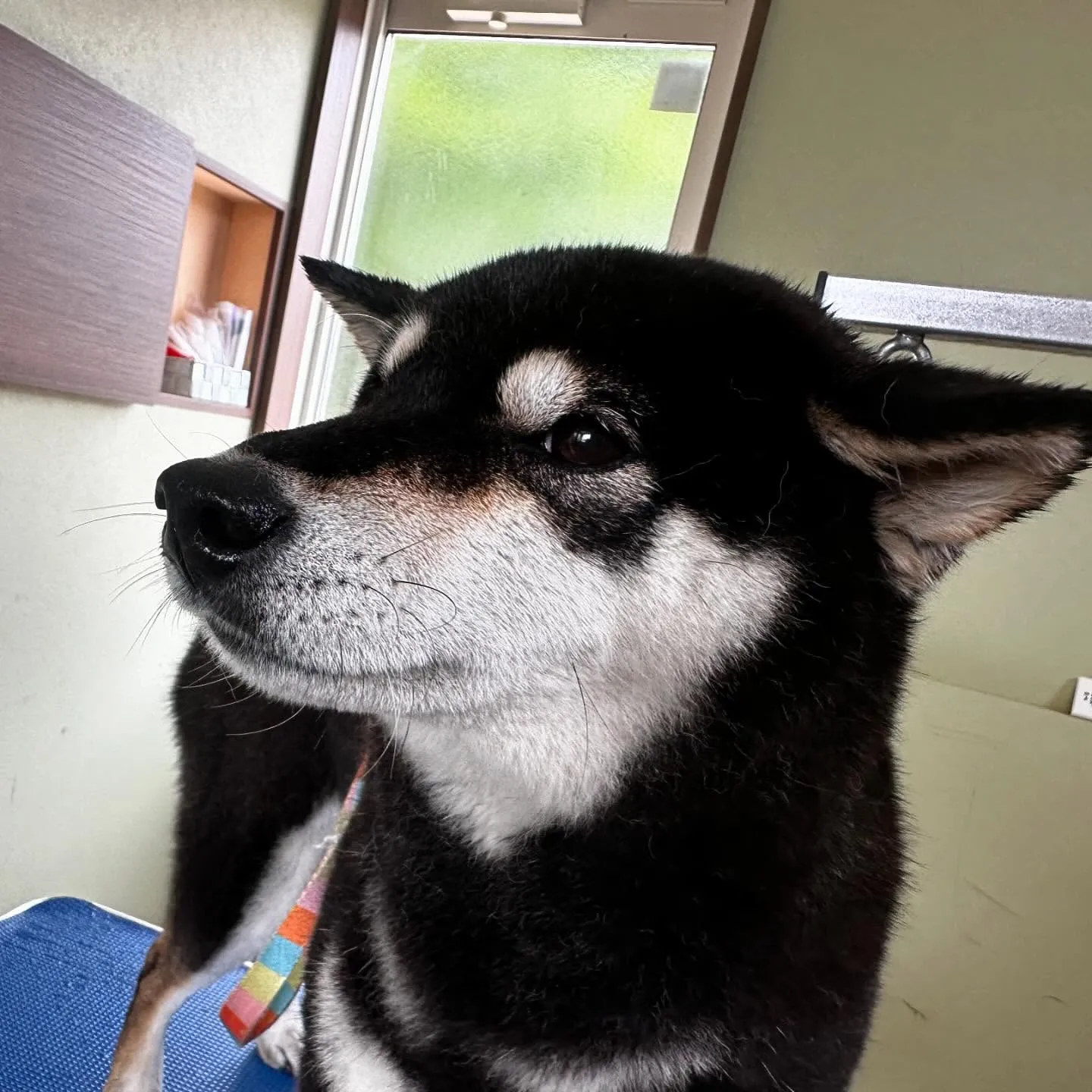 先月アップしきれなかったわんこさんたちです🐕🐾