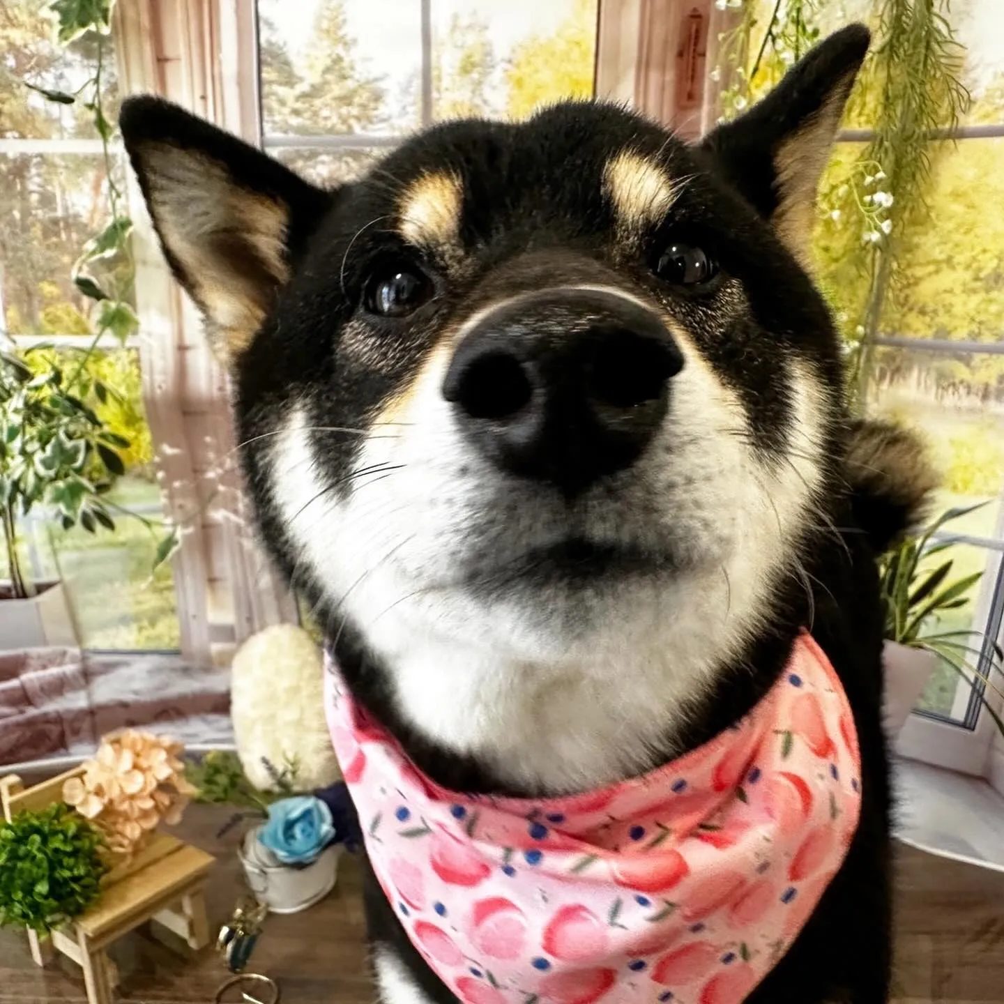 先月アップしきれなかったわんこさんたちです🐕🐾