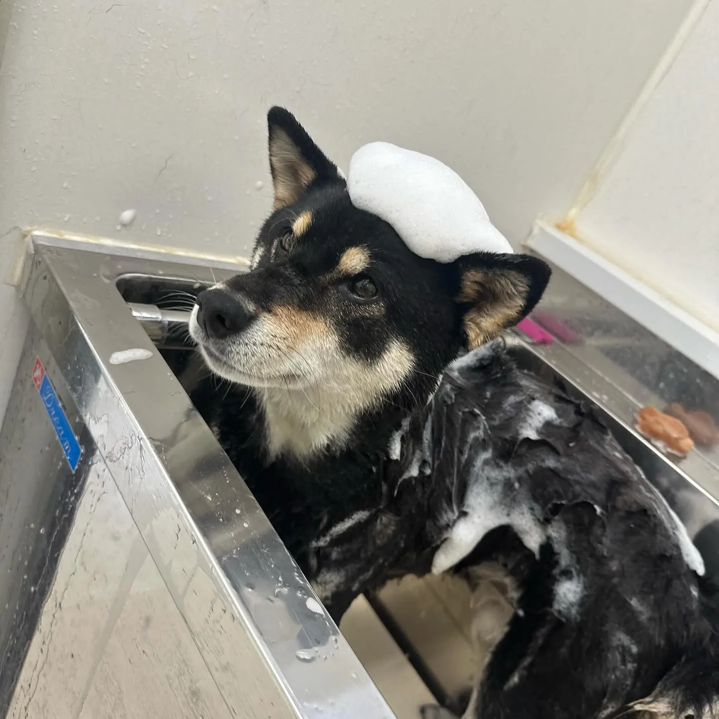 先月アップしきれなかったわんこさんたちです🐕🐾