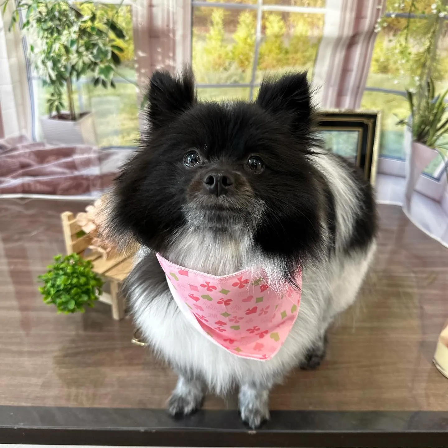 先月アップしきれなかったわんこたちラスト投稿です🎶