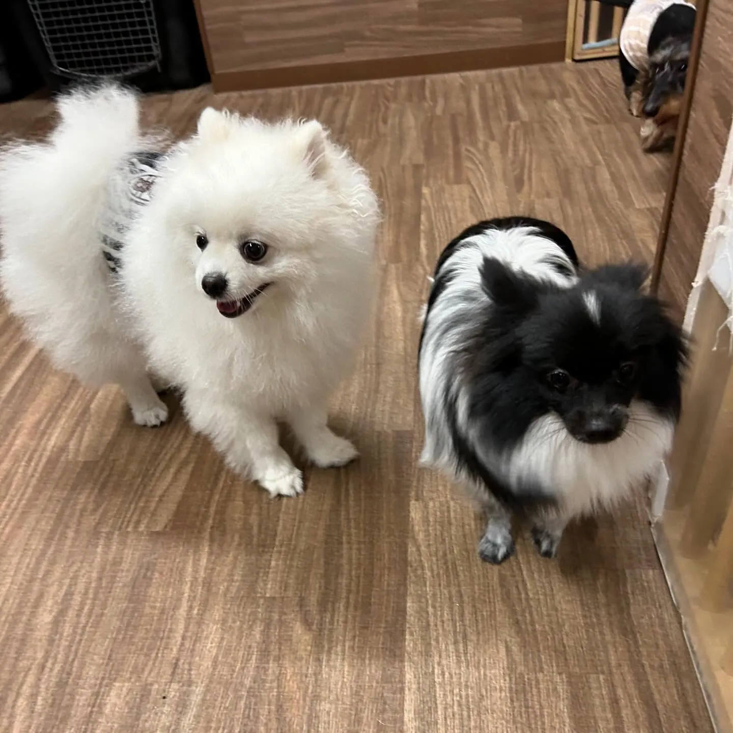 先月アップしきれなかったわんこたちラスト投稿です🎶