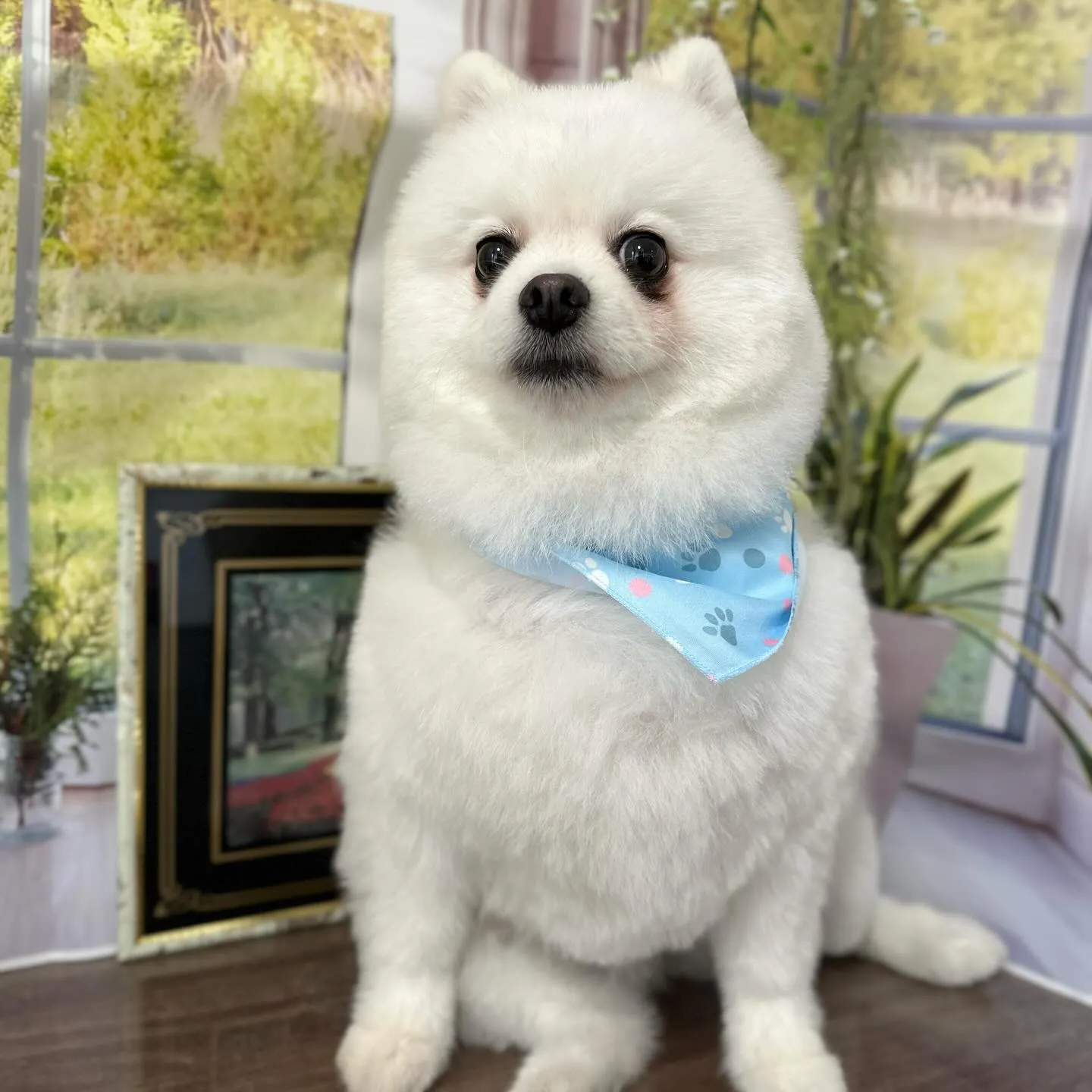 先月アップしきれなかったわんこたちラスト投稿です🎶