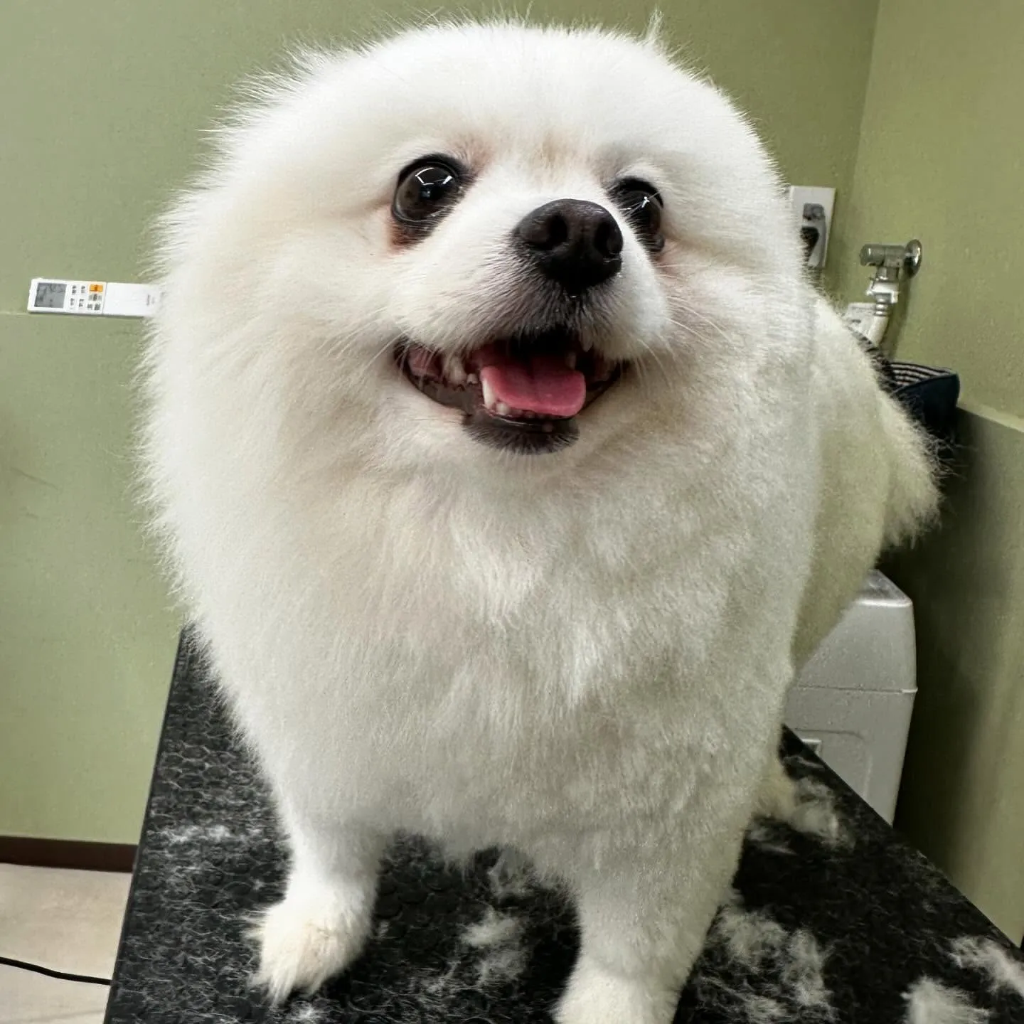 先月アップしきれなかったわんこたちラスト投稿です🎶