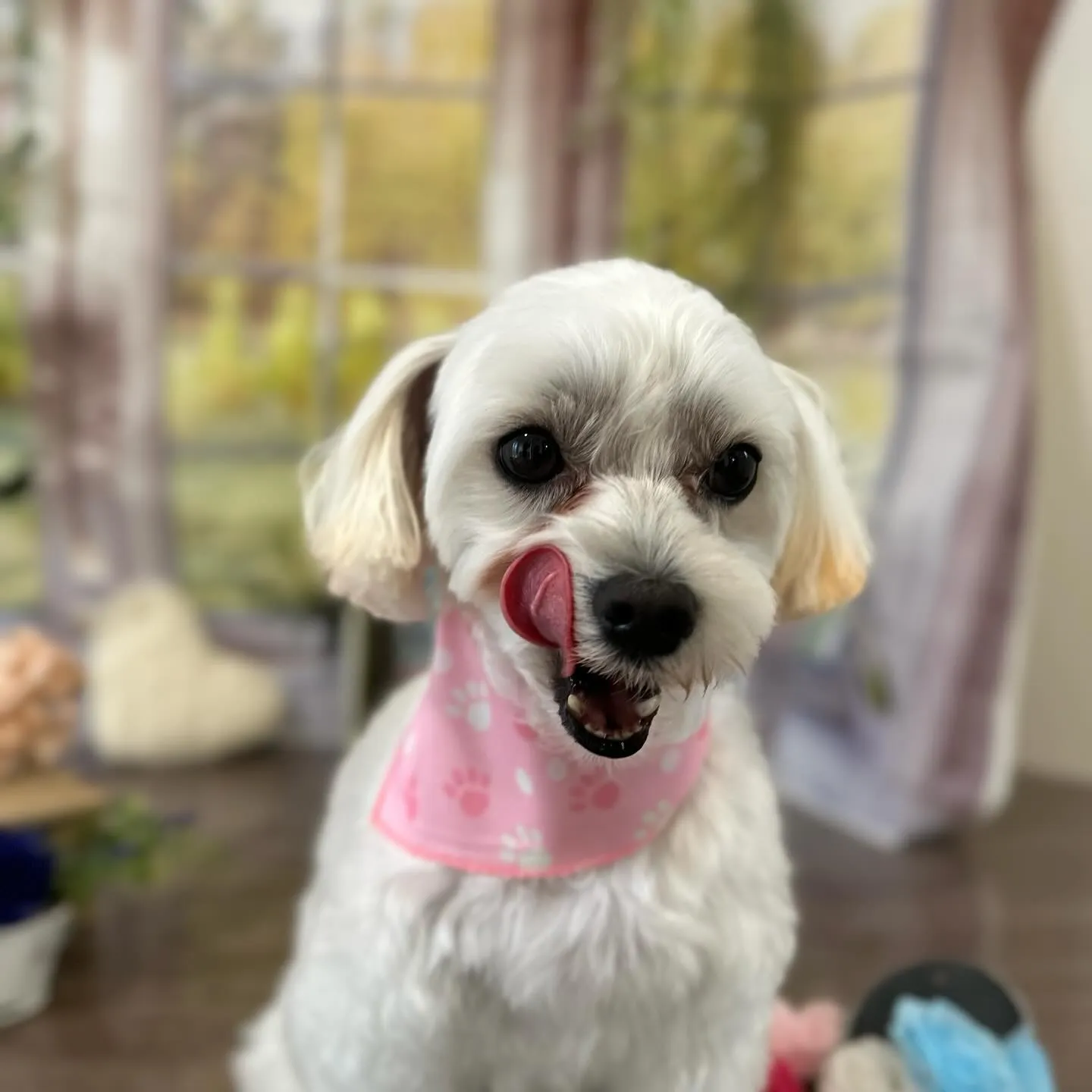 先月アップしきれなかったわんこたちラスト投稿です🎶