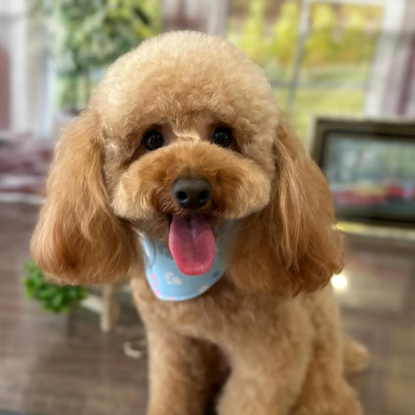 先月アップしきれなかったわんこたちラスト投稿です🎶