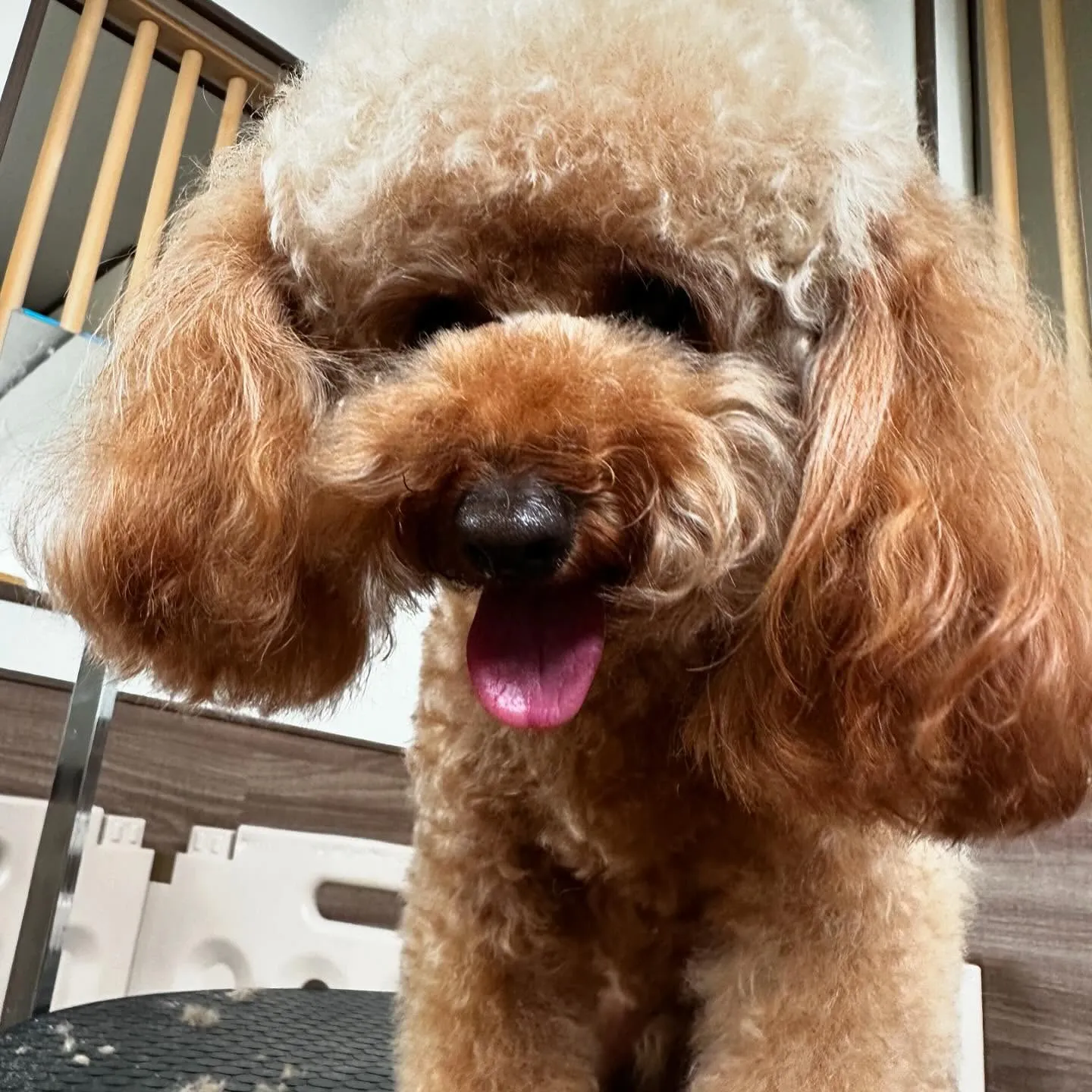 先月アップしきれなかったわんこたちラスト投稿です🎶