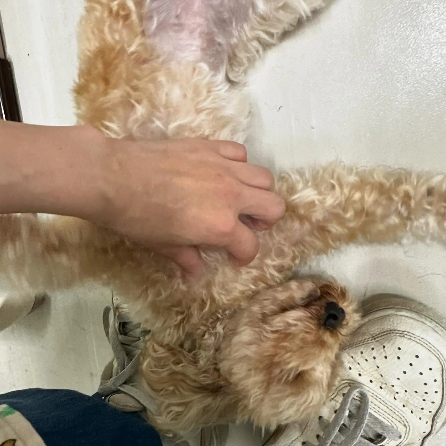 先月アップしきれなかったわんこたちラスト投稿です🎶