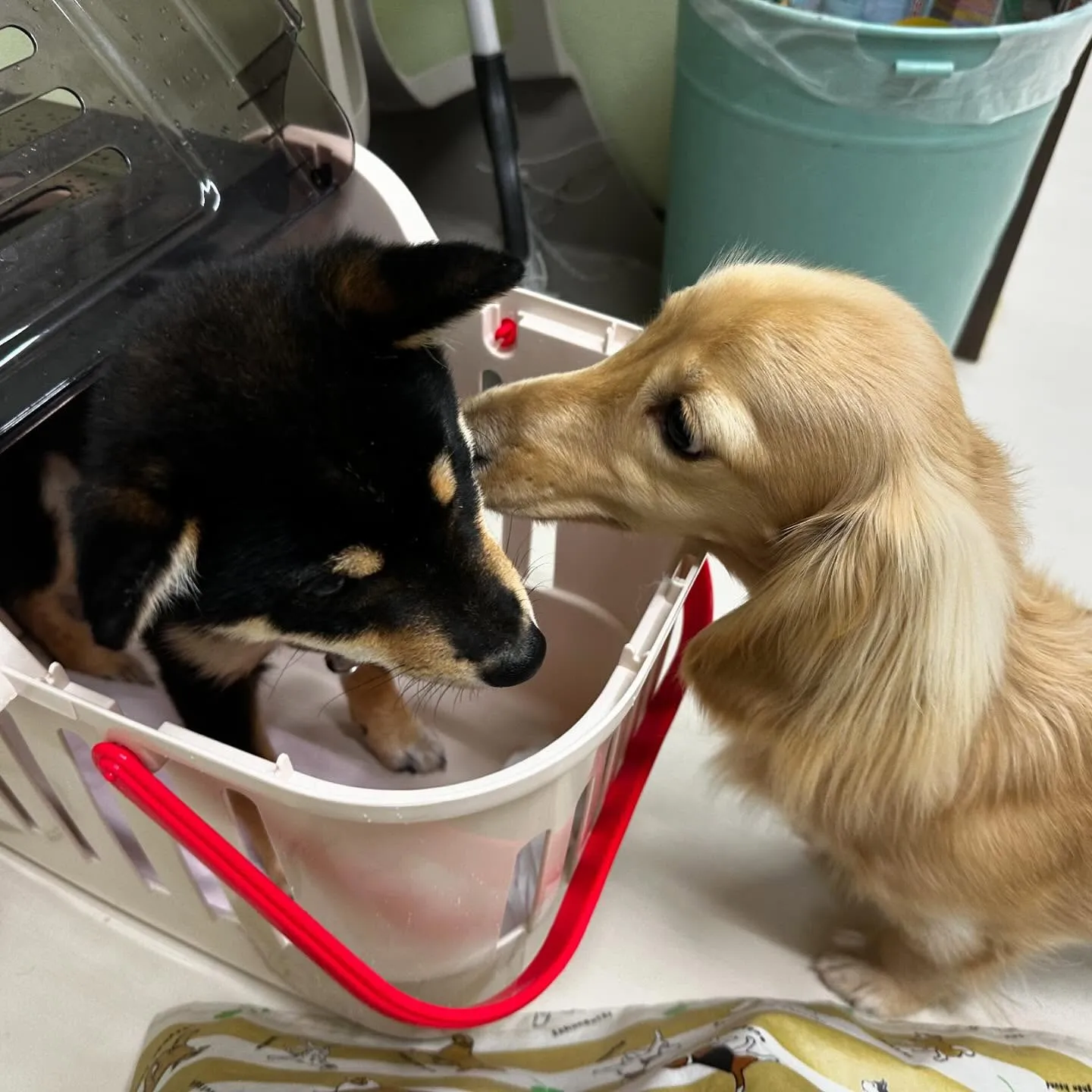 先月アップしきれなかったわんこたちラスト投稿です🎶