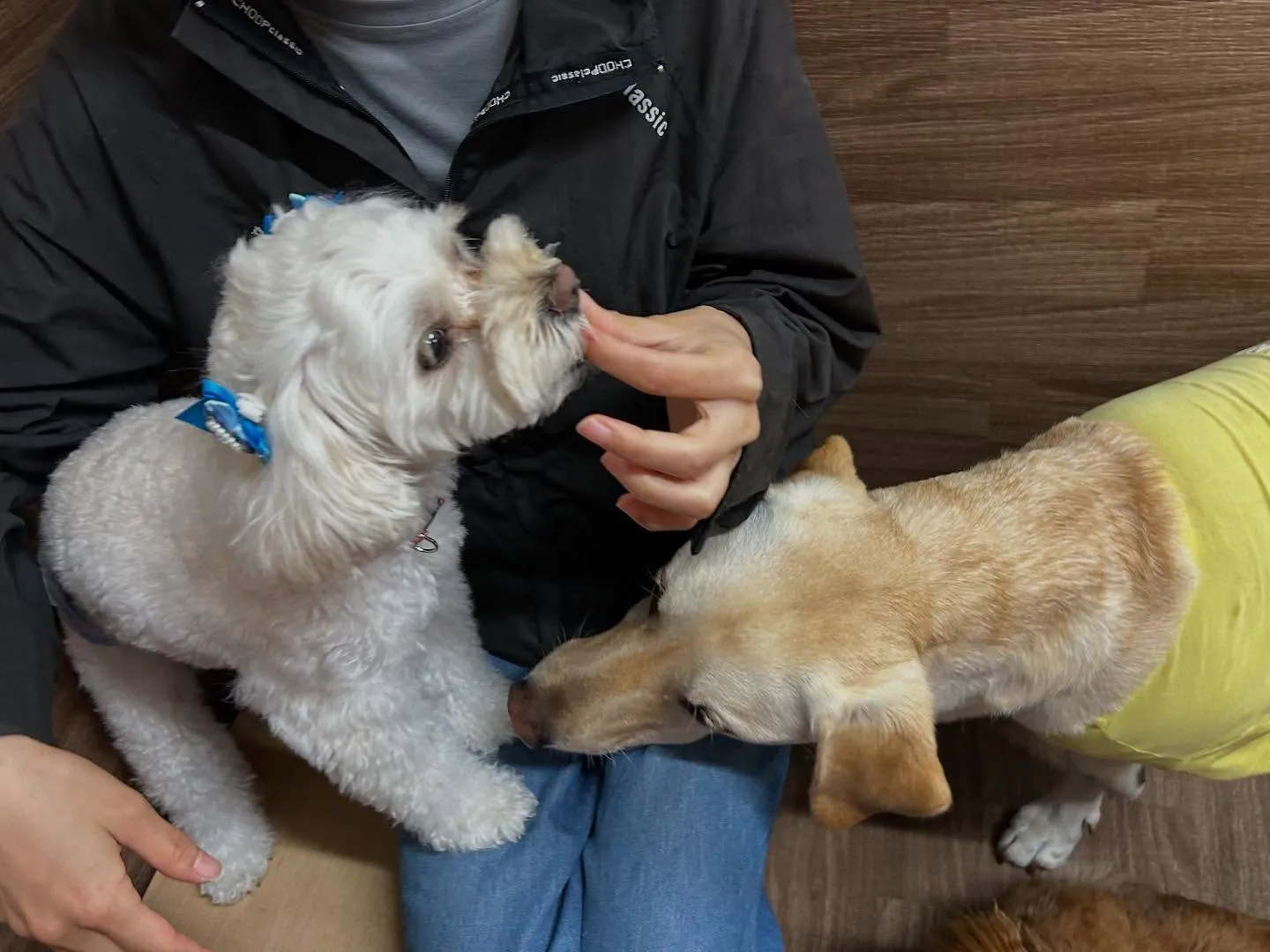 【抽選おでかけイベントの抽選対象商品販売のお知らせ】