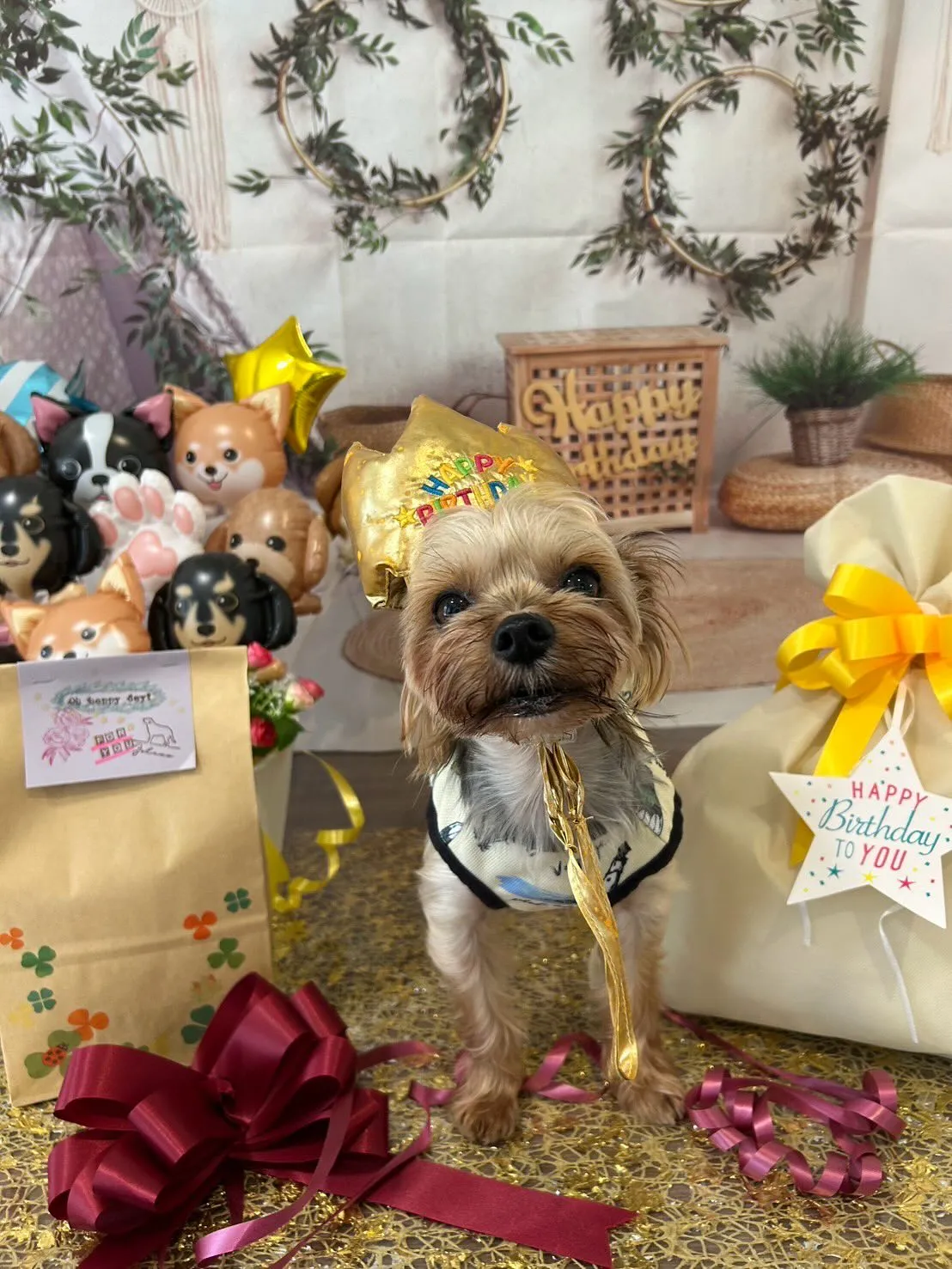 昨日はベルくんのお誕生日でした🎶