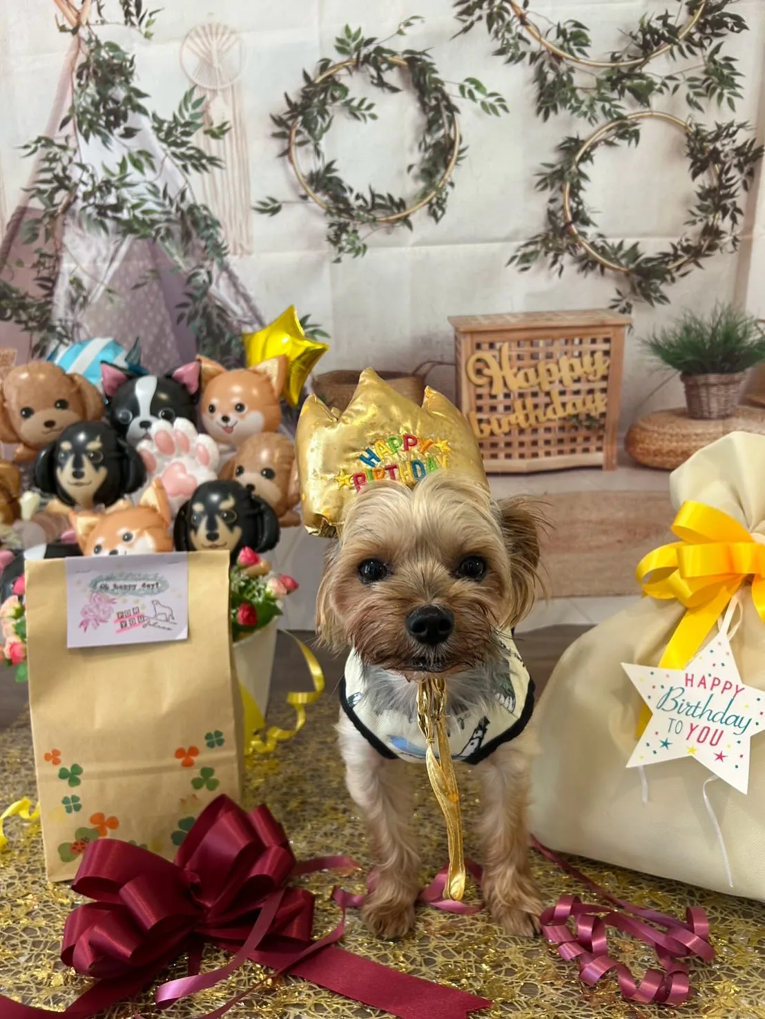 昨日はベルくんのお誕生日でした🎶