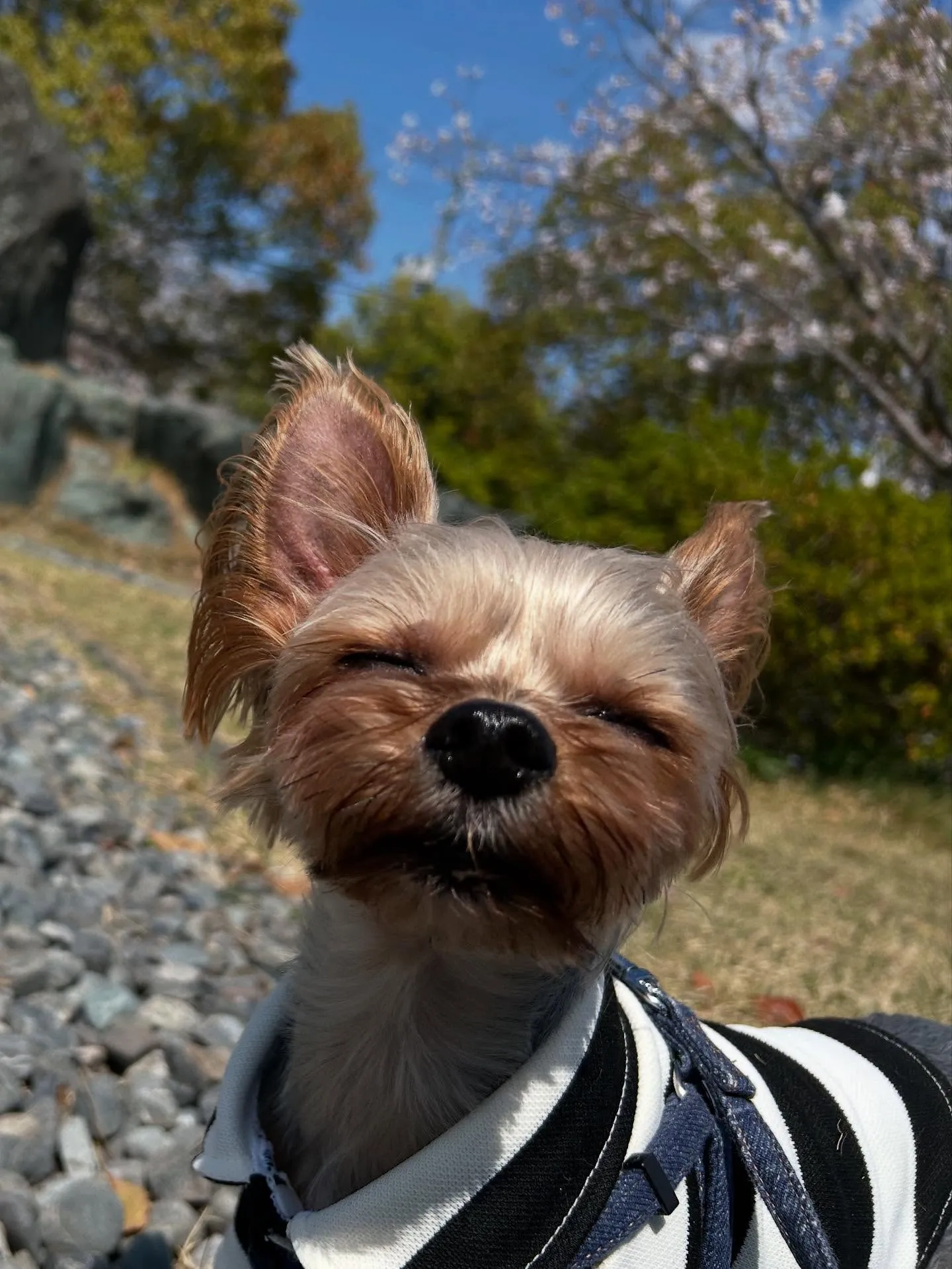 昨日はベルくんのお誕生日でした🎶
