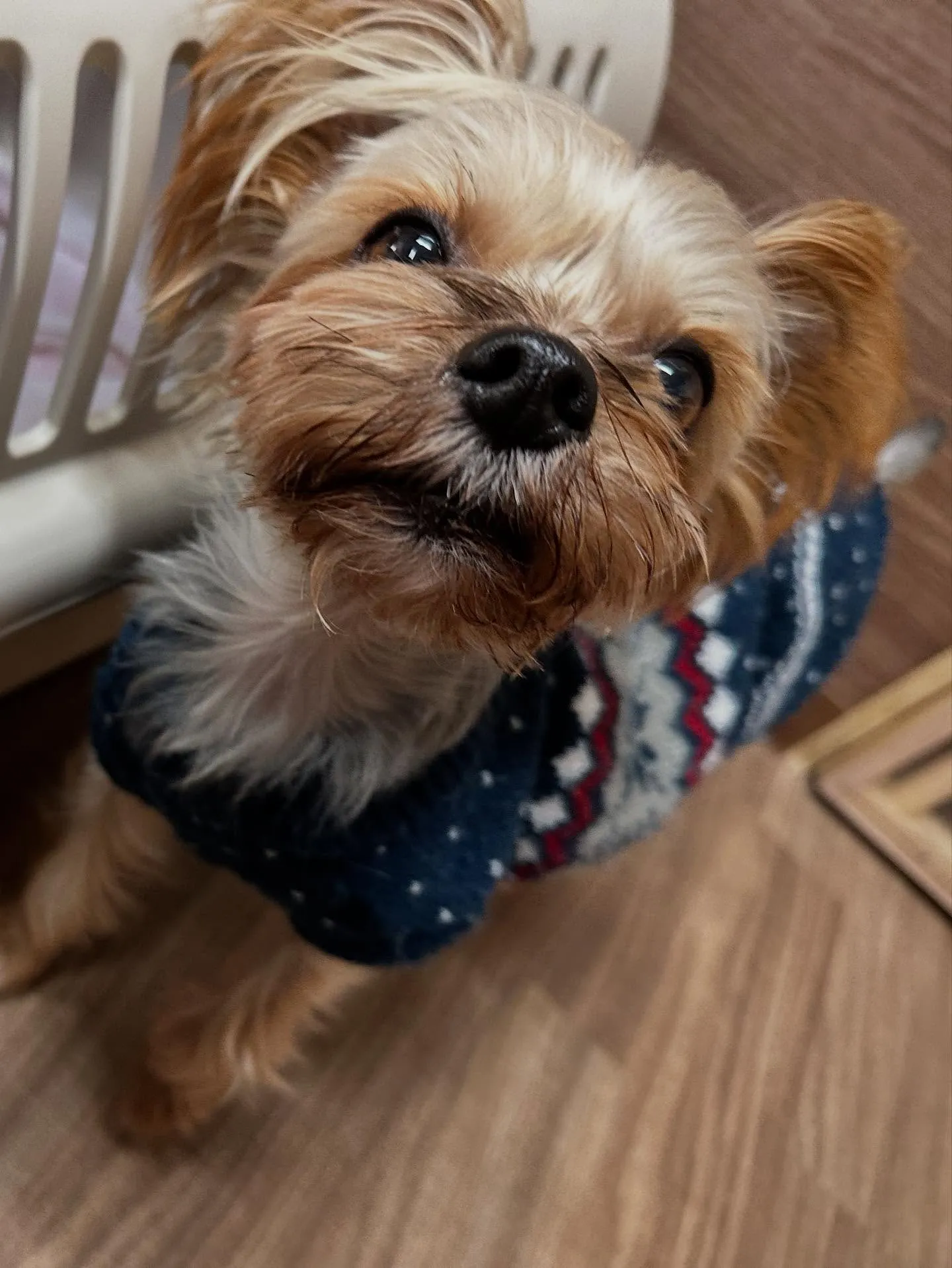 昨日はベルくんのお誕生日でした🎶