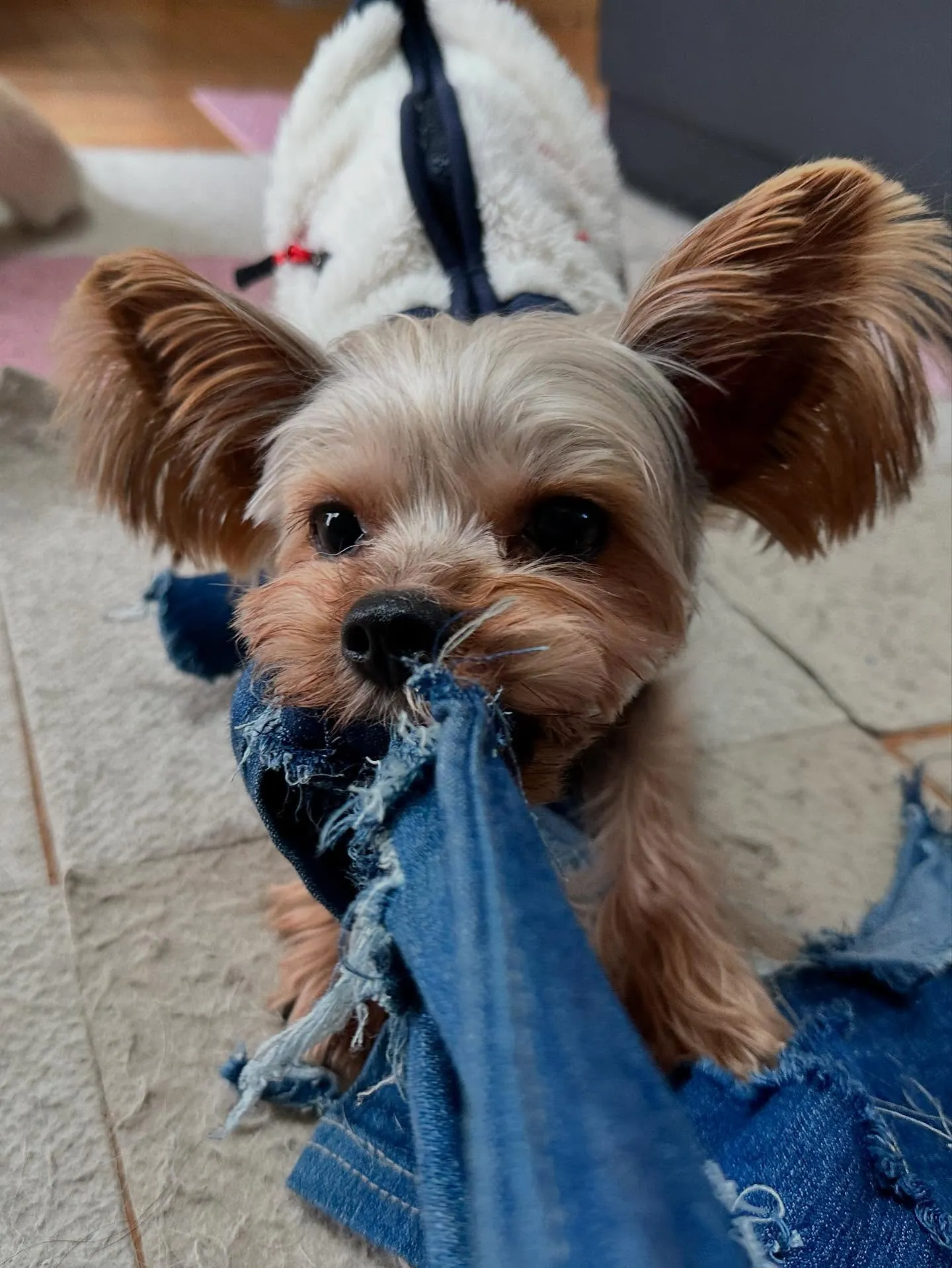 昨日はベルくんのお誕生日でした🎶