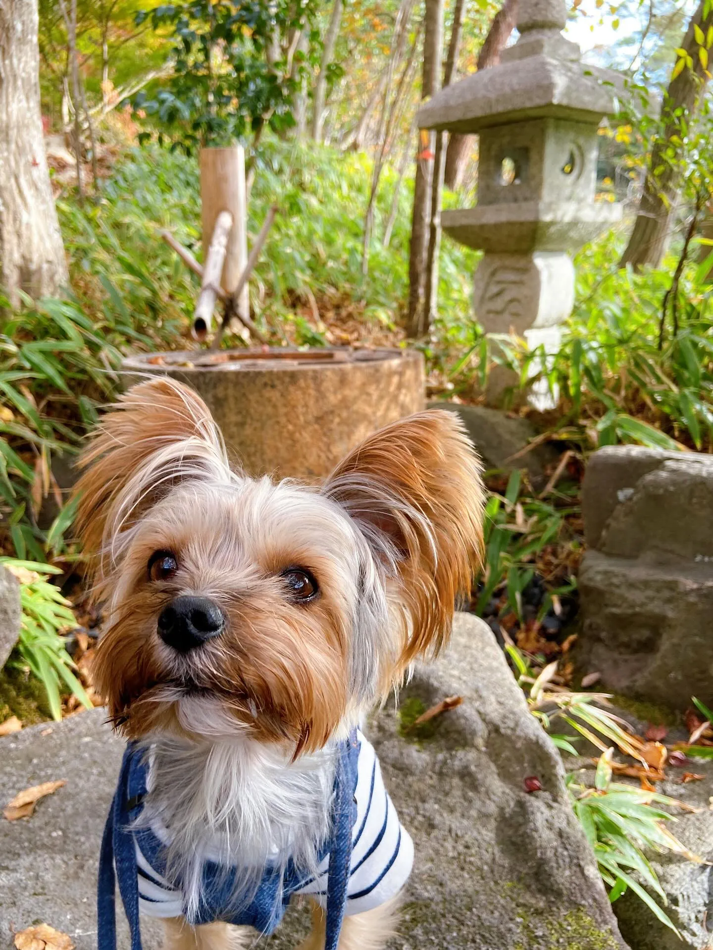 昨日はベルくんのお誕生日でした🎶