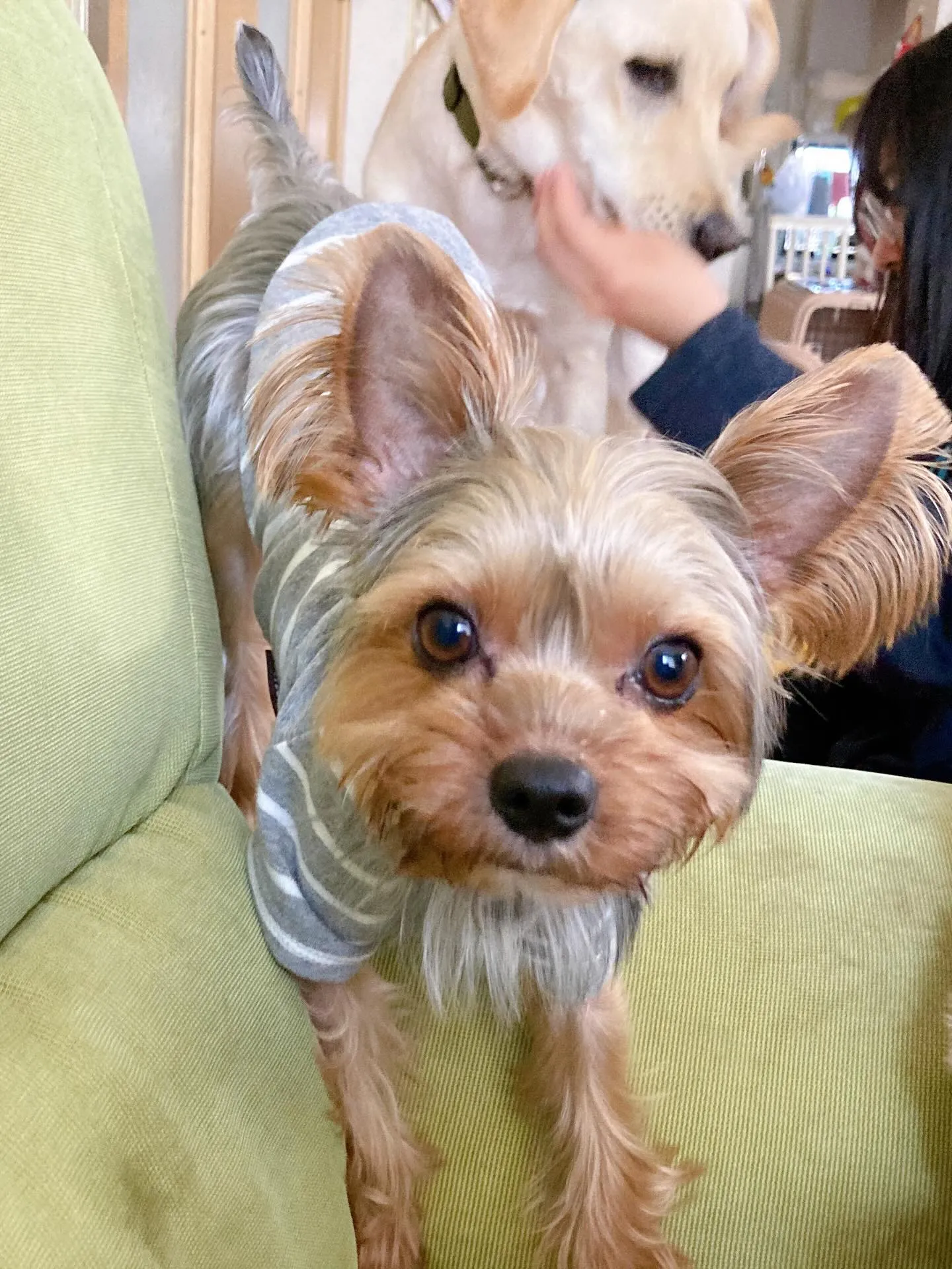 昨日はベルくんのお誕生日でした🎶