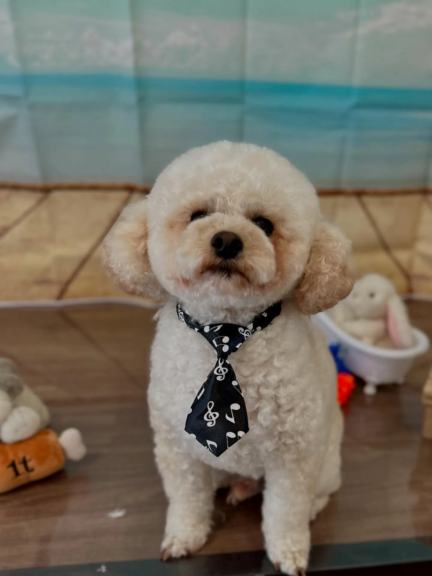 ようやく今月お手入れに来てくれたわんこたちの紹介に入れます🙌