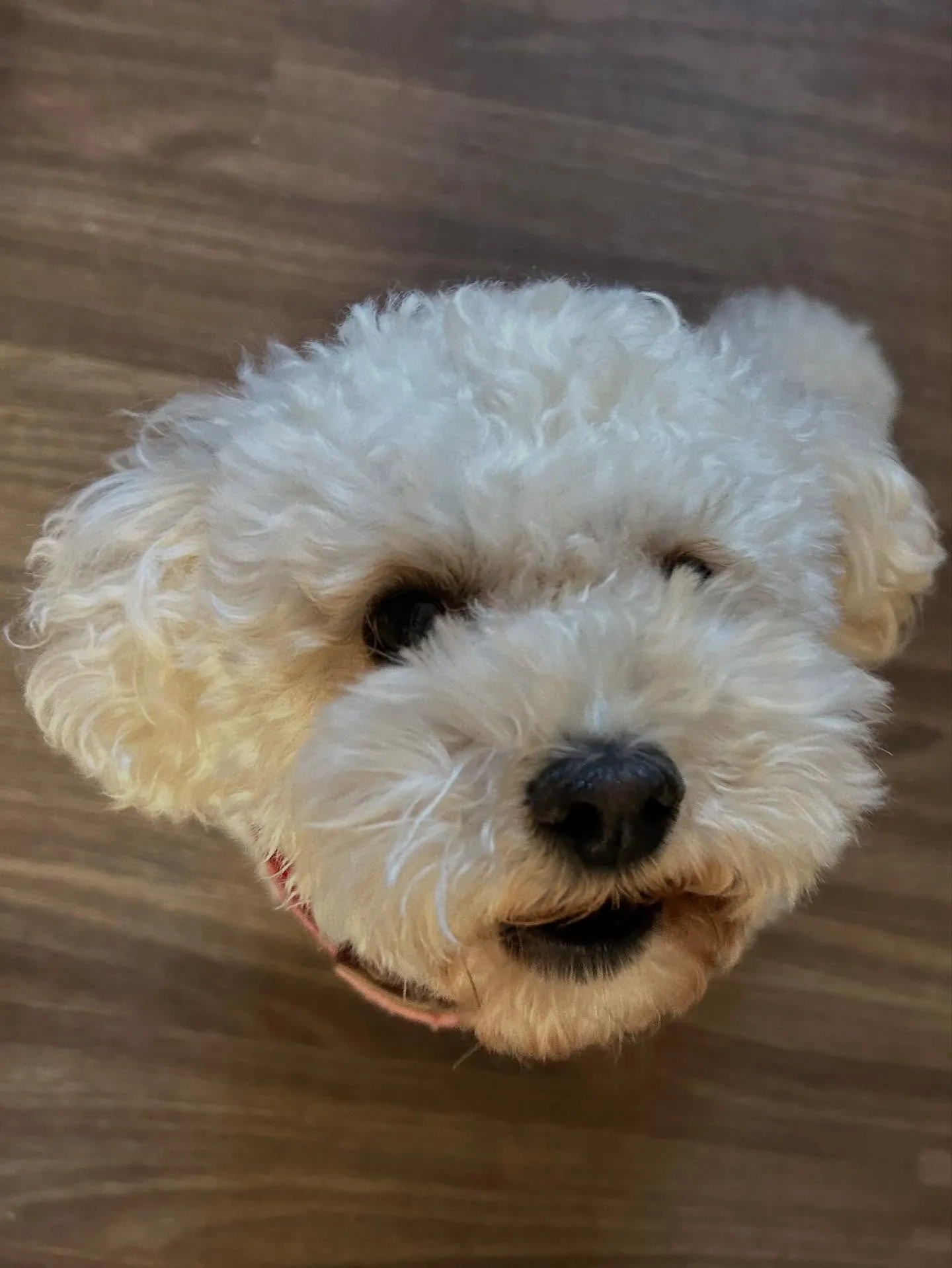 ようやく今月お手入れに来てくれたわんこたちの紹介に入れます🙌