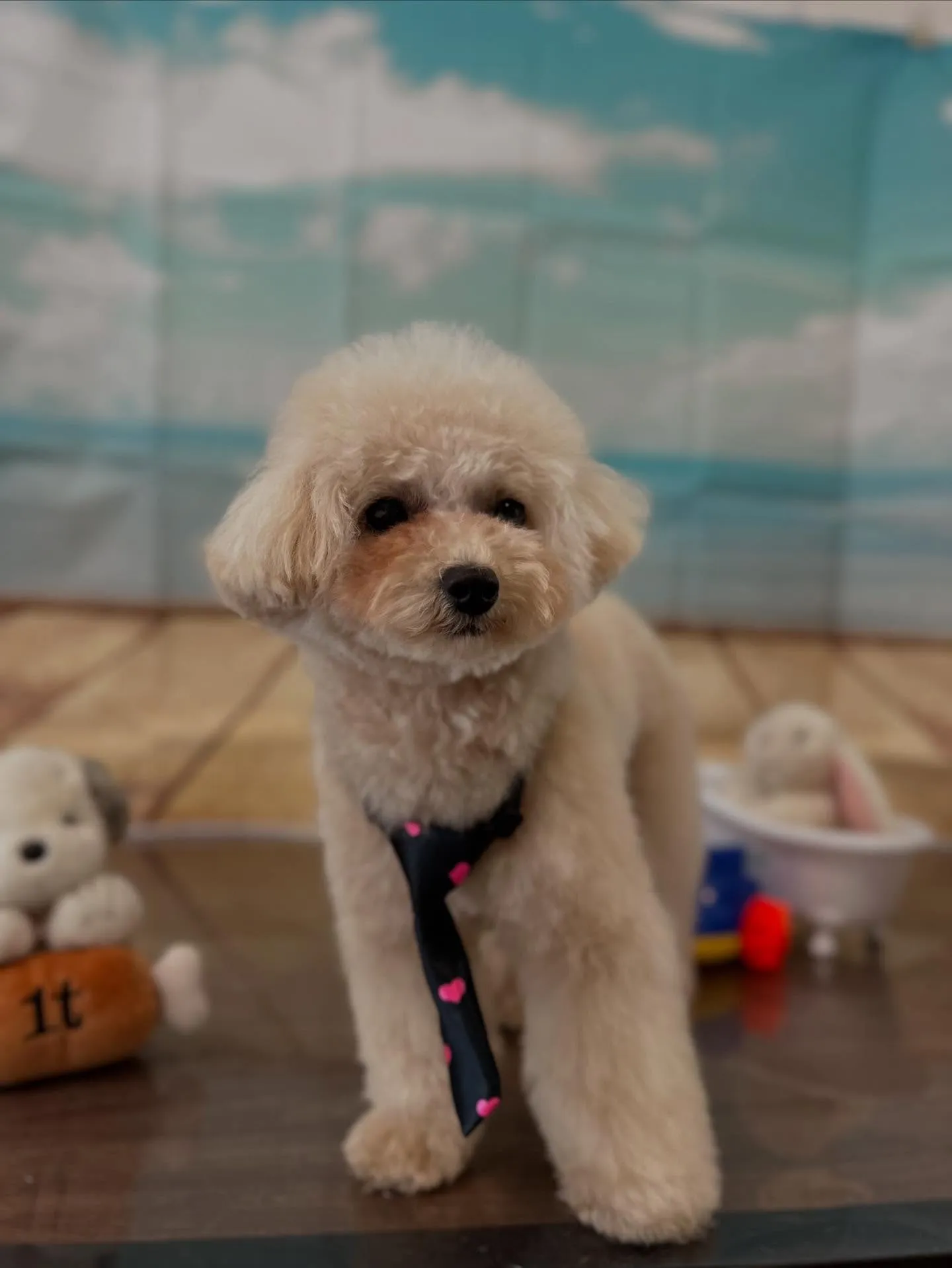 ようやく今月お手入れに来てくれたわんこたちの紹介に入れます🙌