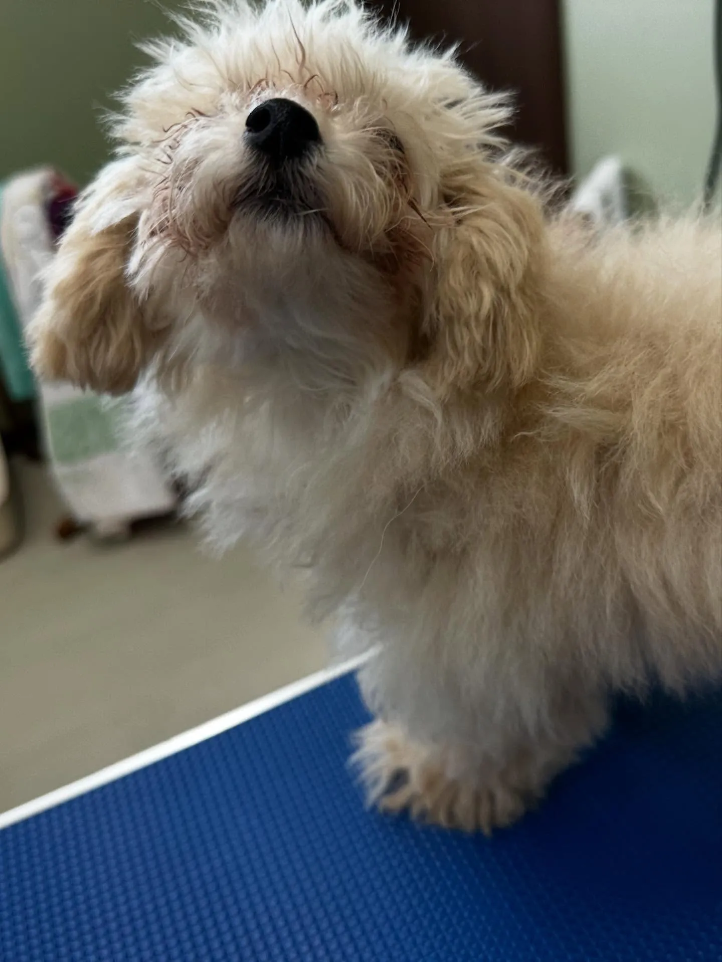 ようやく今月お手入れに来てくれたわんこたちの紹介に入れます🙌