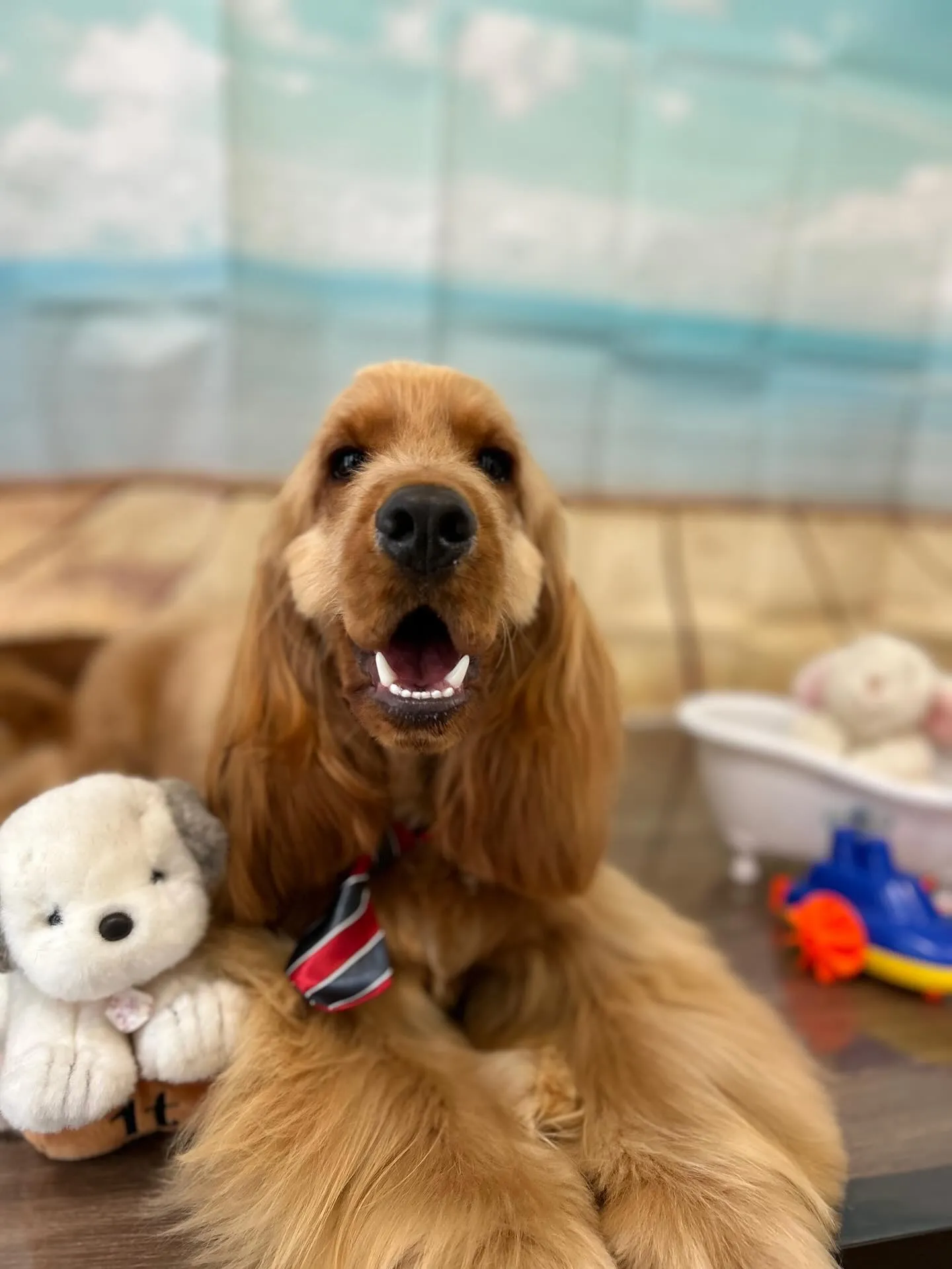 ようやく今月お手入れに来てくれたわんこたちの紹介に入れます🙌