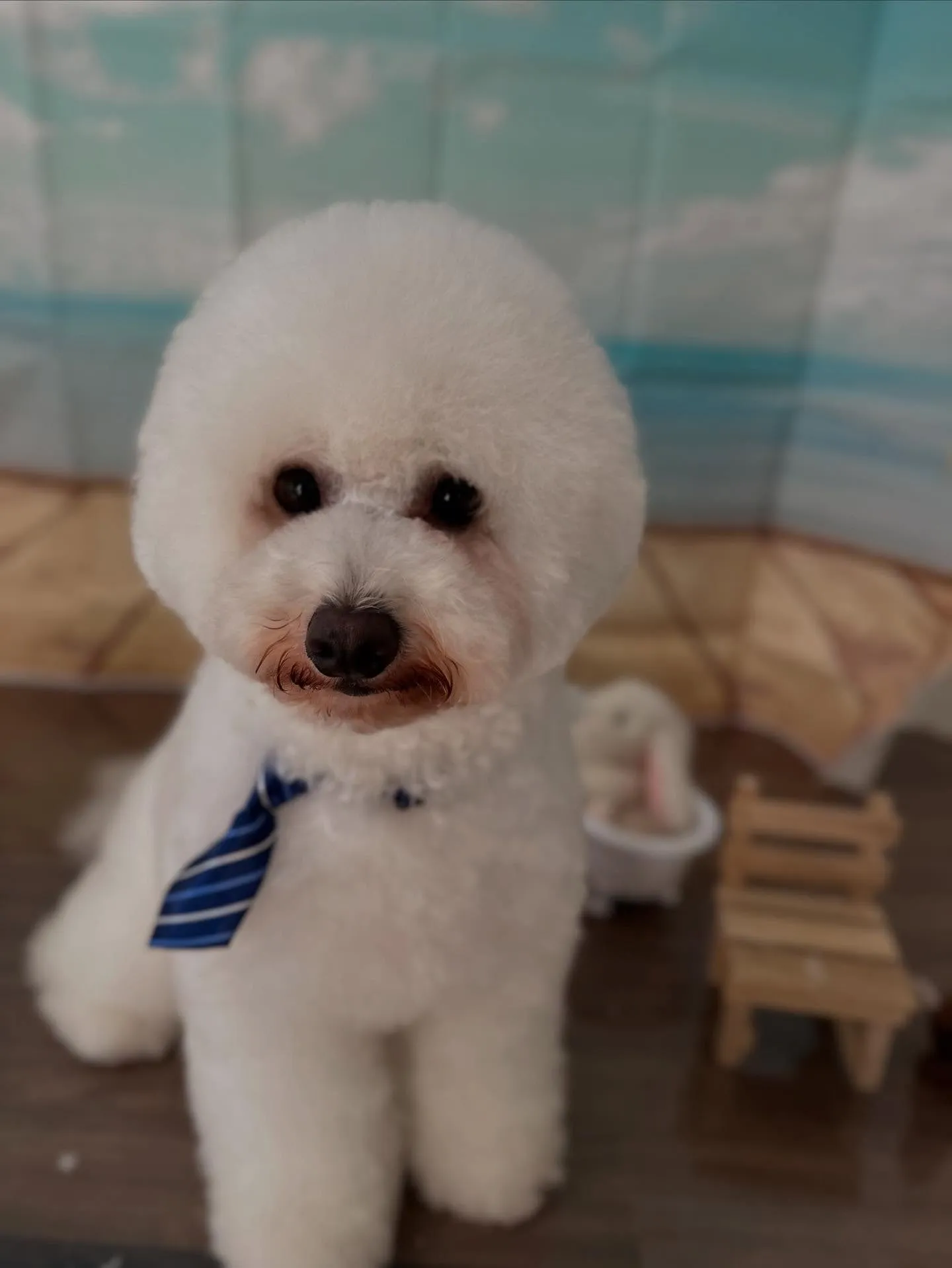 ようやく今月お手入れに来てくれたわんこたちの紹介に入れます🙌