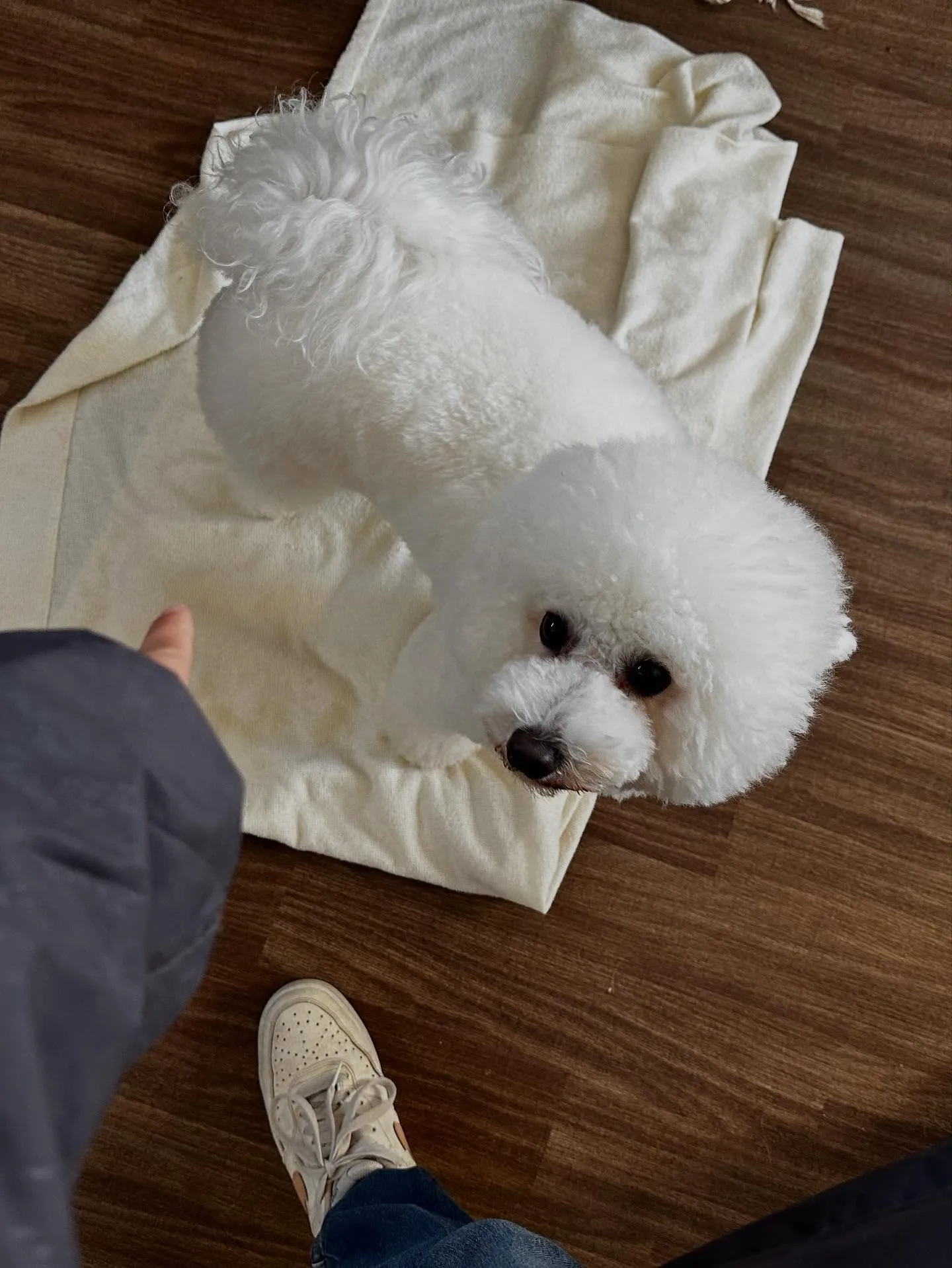 ようやく今月お手入れに来てくれたわんこたちの紹介に入れます🙌