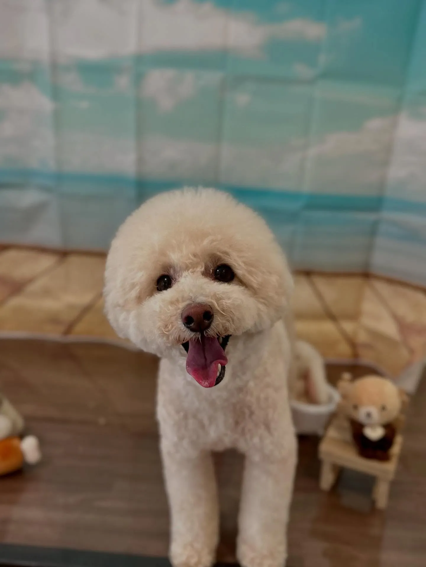 ようやく今月お手入れに来てくれたわんこたちの紹介に入れます🙌