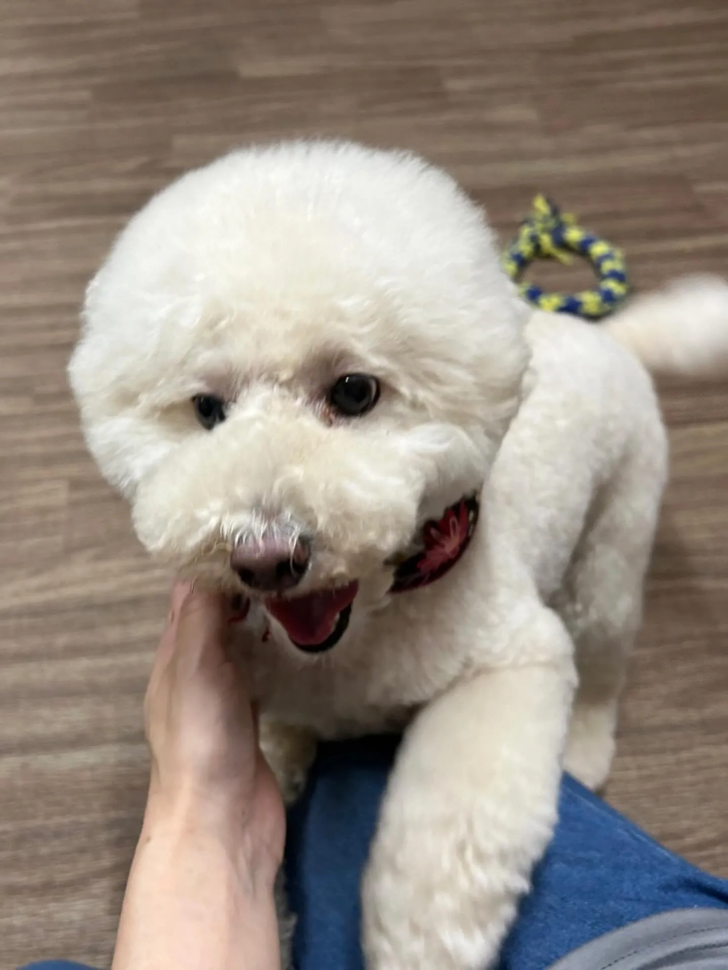 ようやく今月お手入れに来てくれたわんこたちの紹介に入れます🙌