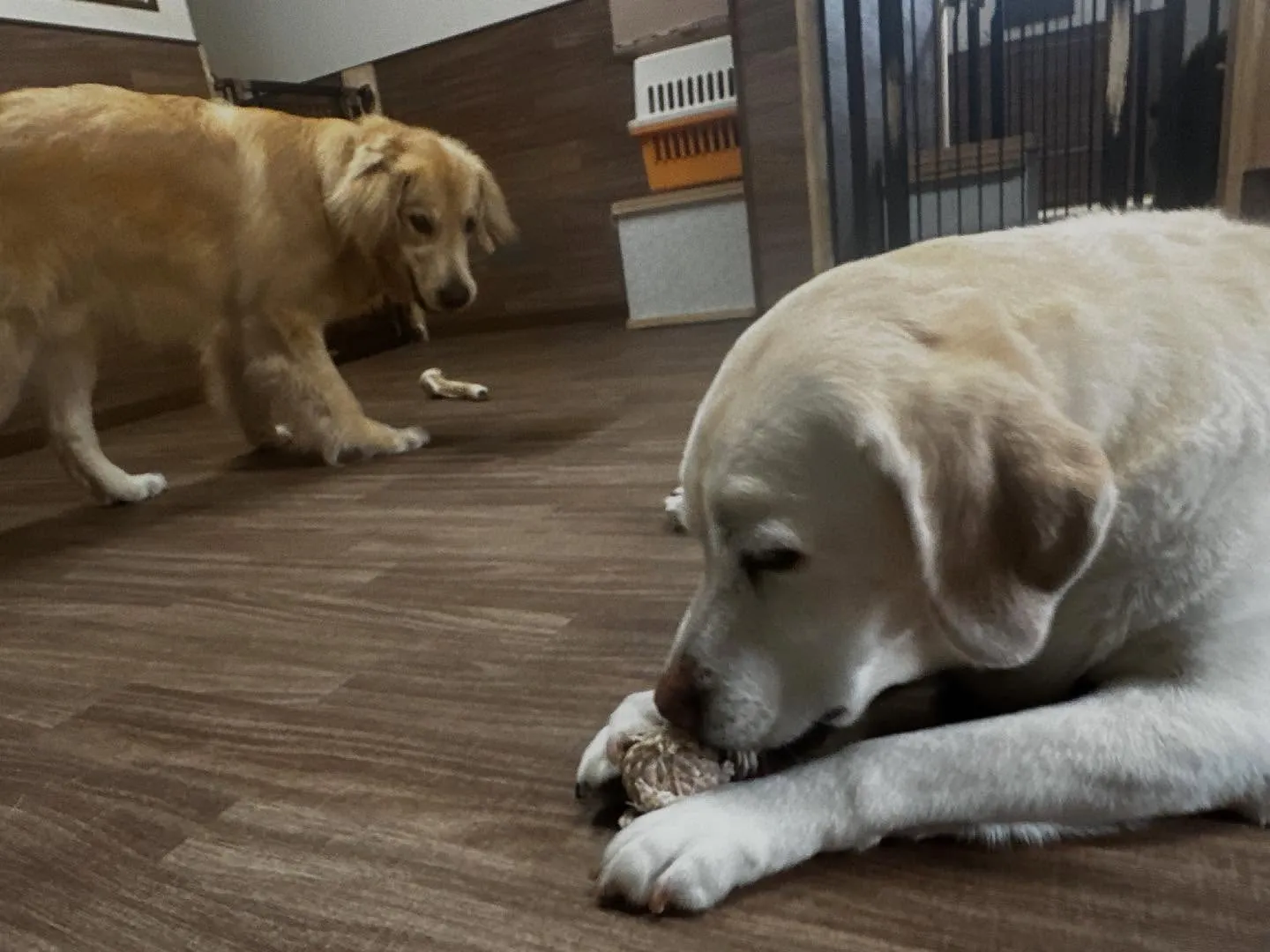 2025/5/25~26でなつと一緒に長野に旅行に行っており...