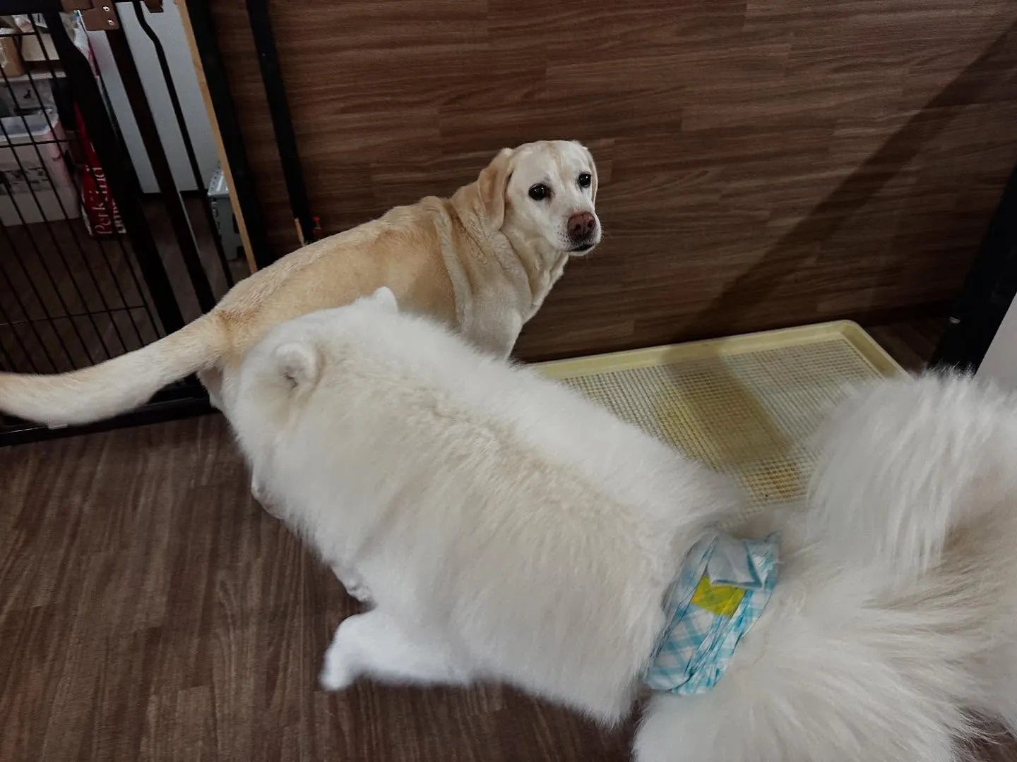 2025/5/25~26でなつと一緒に長野に旅行に行っており...