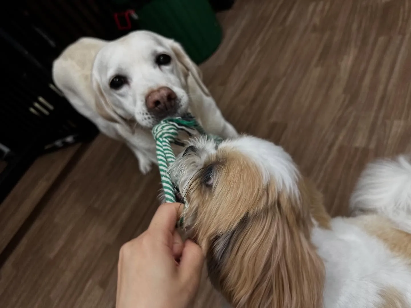 2025/5/25~26でなつと一緒に長野に旅行に行っており...