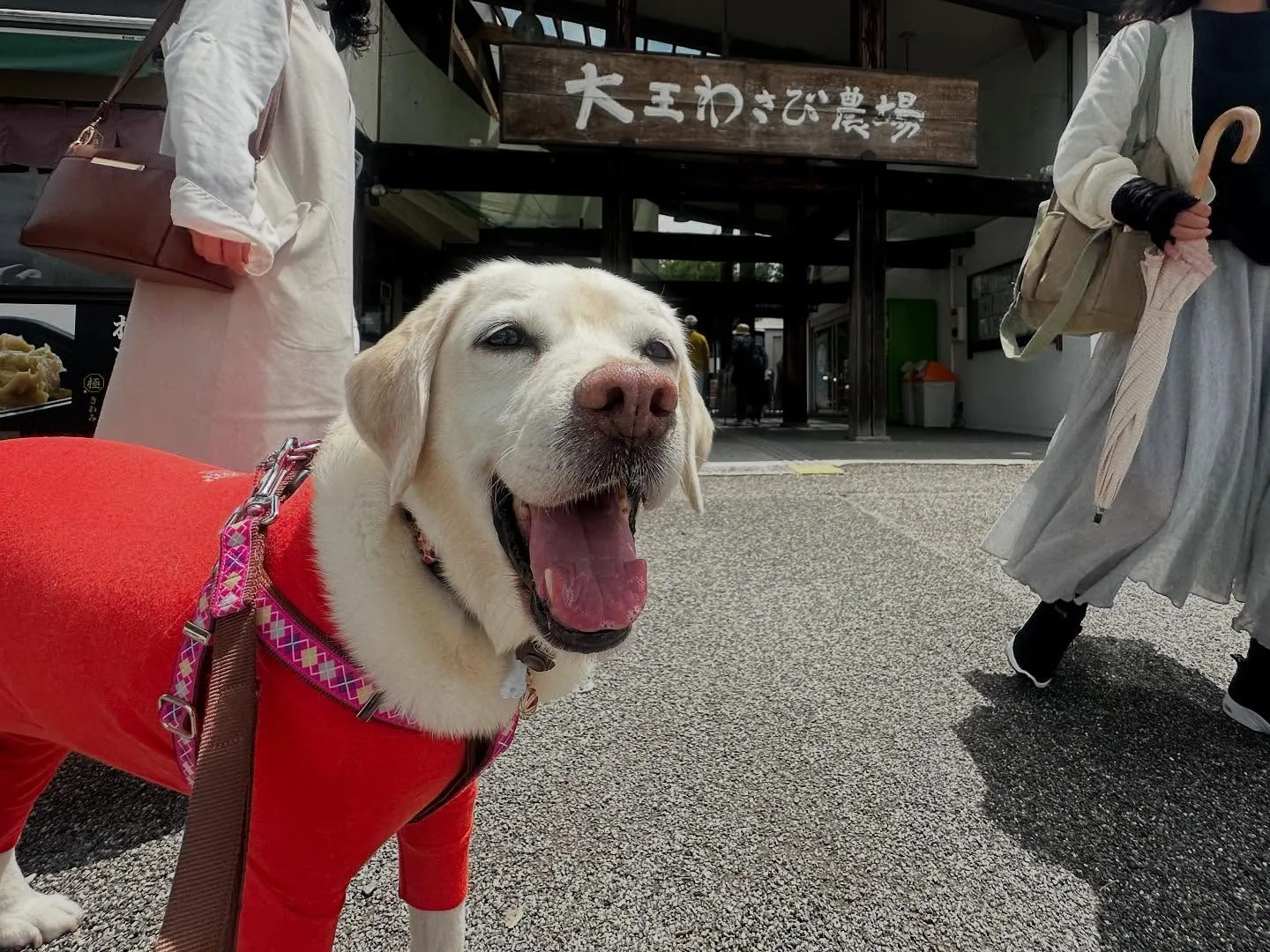 なつとの長野旅行レポその2【大王わさび農場】🐾