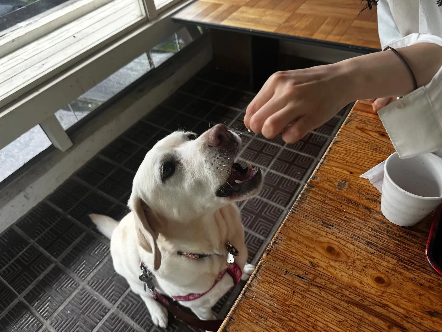 なつとの長野旅行レポその2【大王わさび農場】🐾