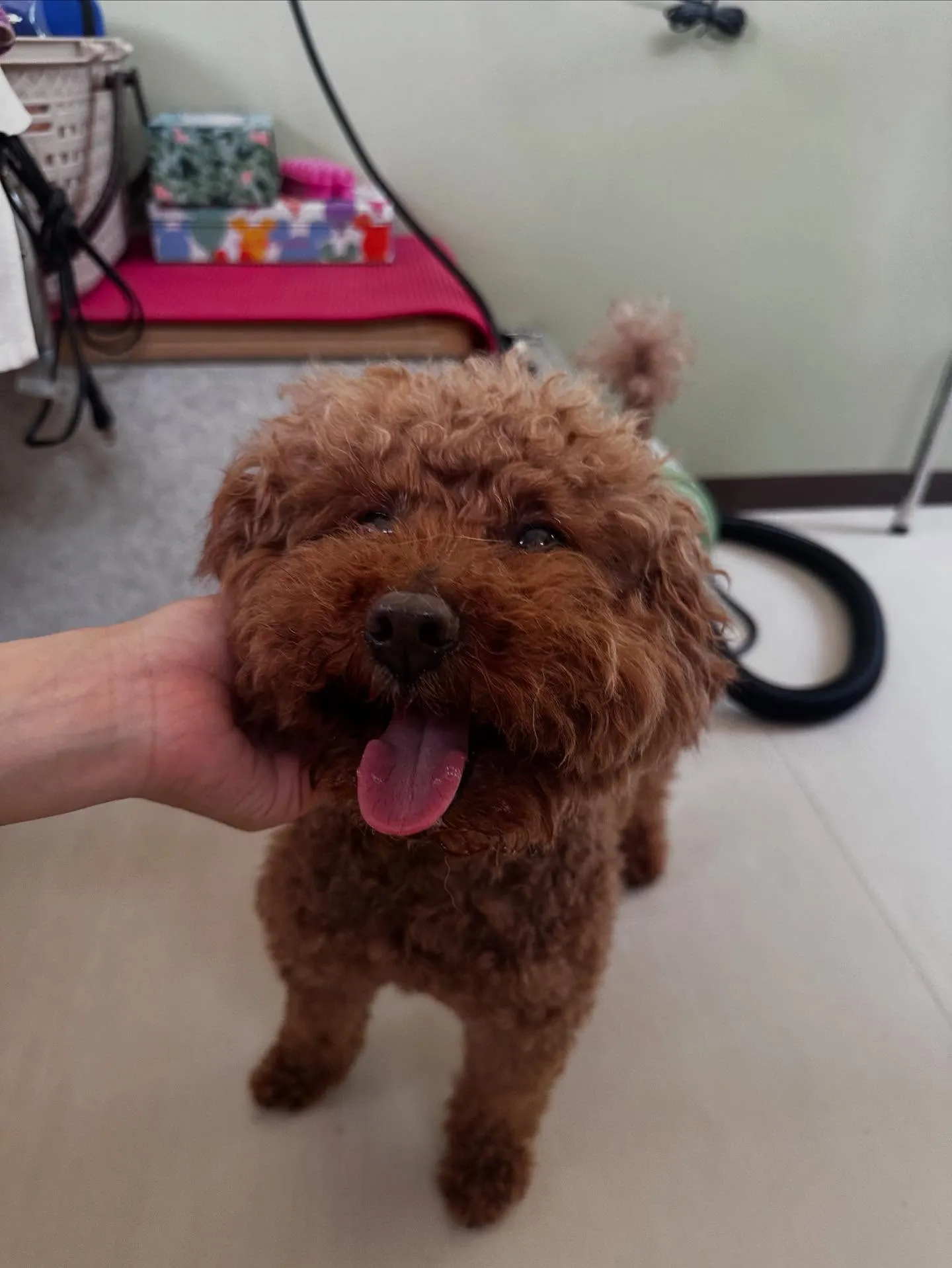 トリミングに来てくれたわんこたちです❣️