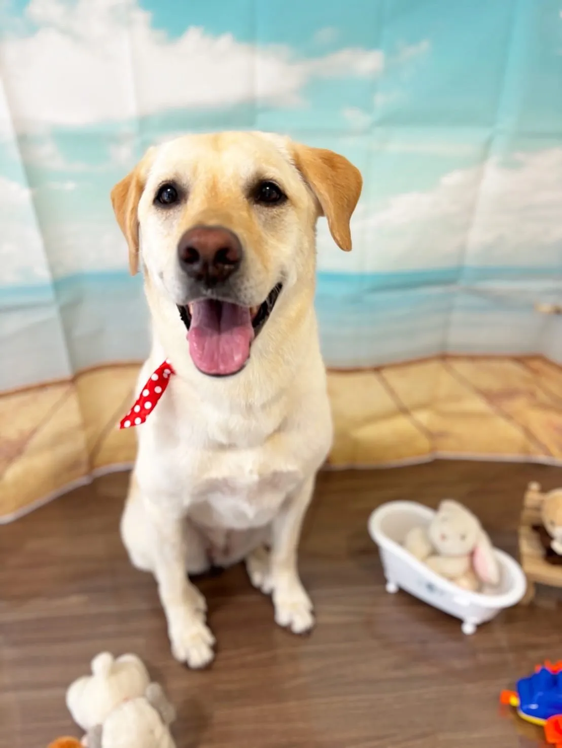 トリミングに来てくれたわんこたちです❣️