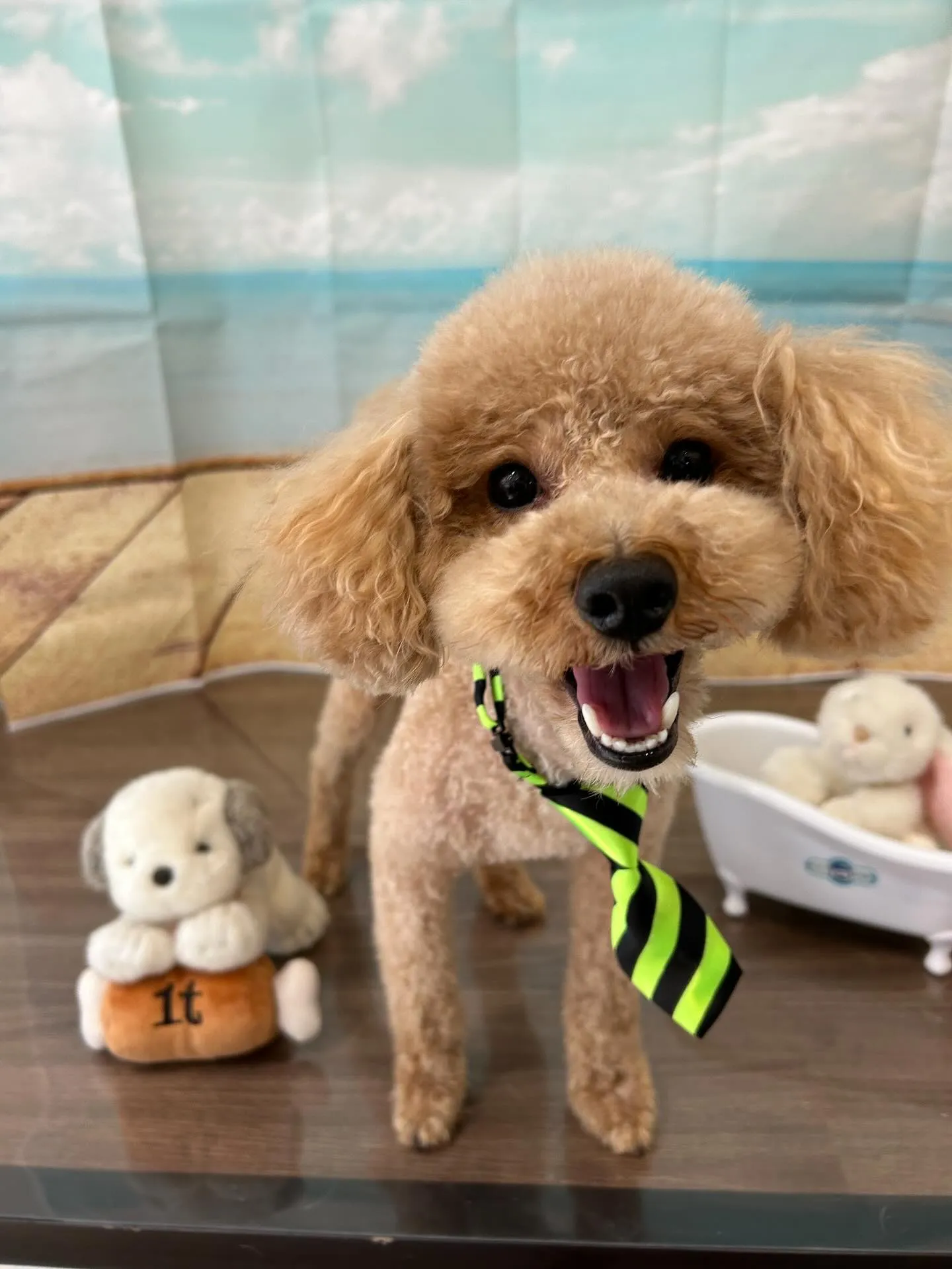 トリミングに来てくれたわんこたちです❣️