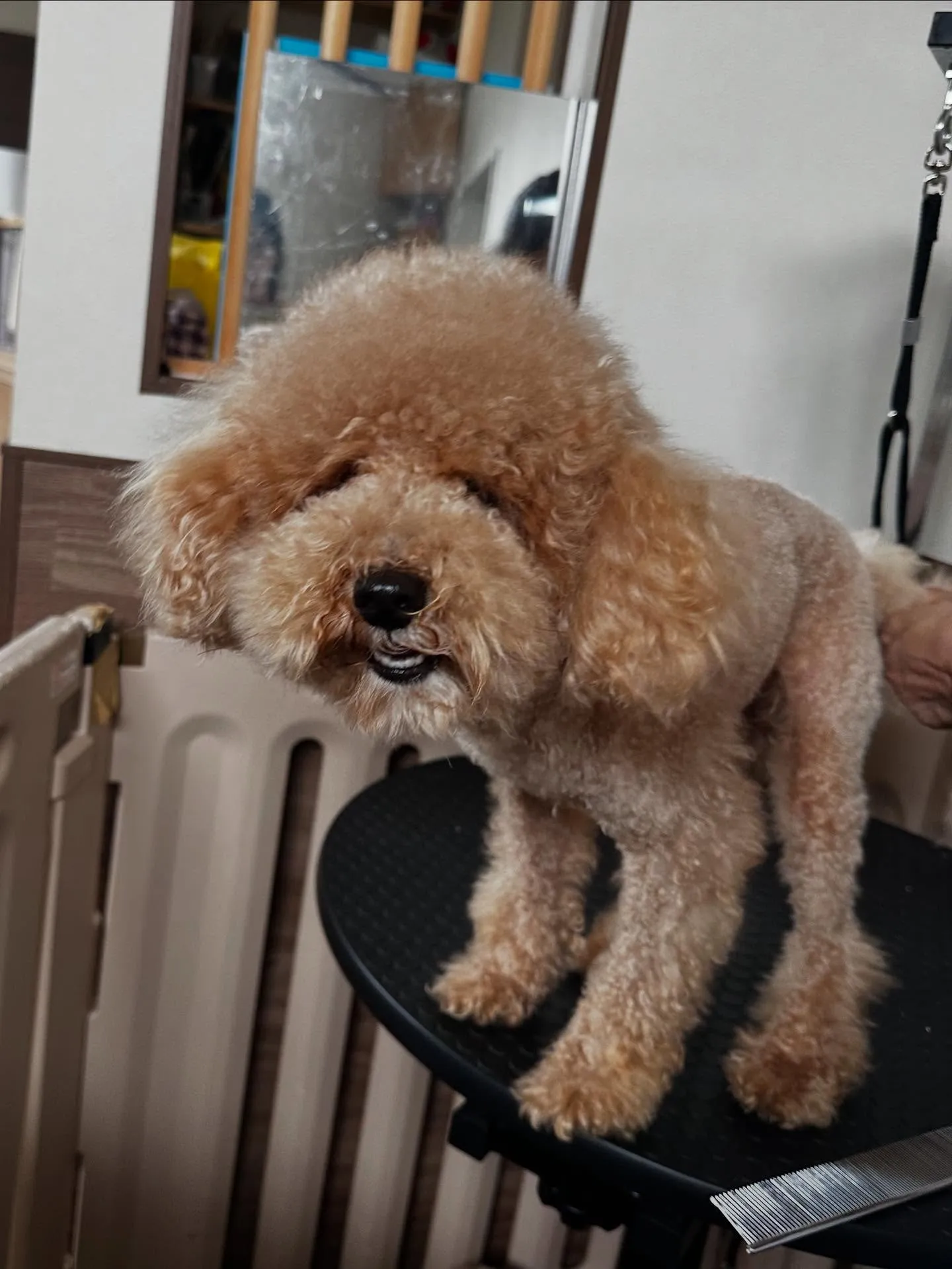 トリミングに来てくれたわんこたちです❣️