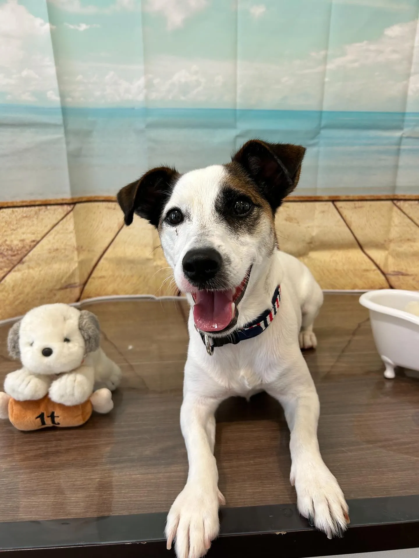 トリミングに来てくれたわんこたちです❣️