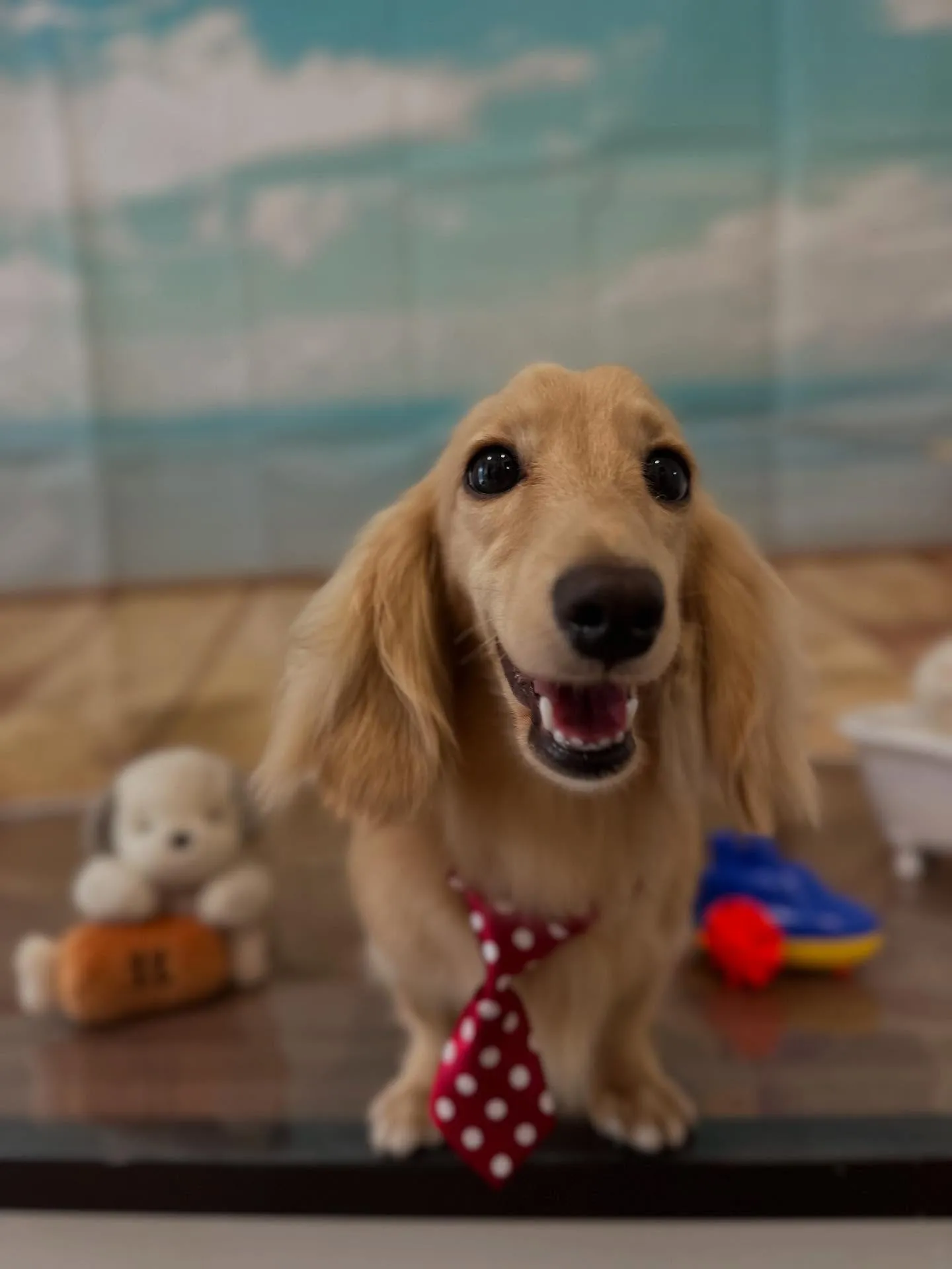 トリミングに来てくれたわんこたちです🌟