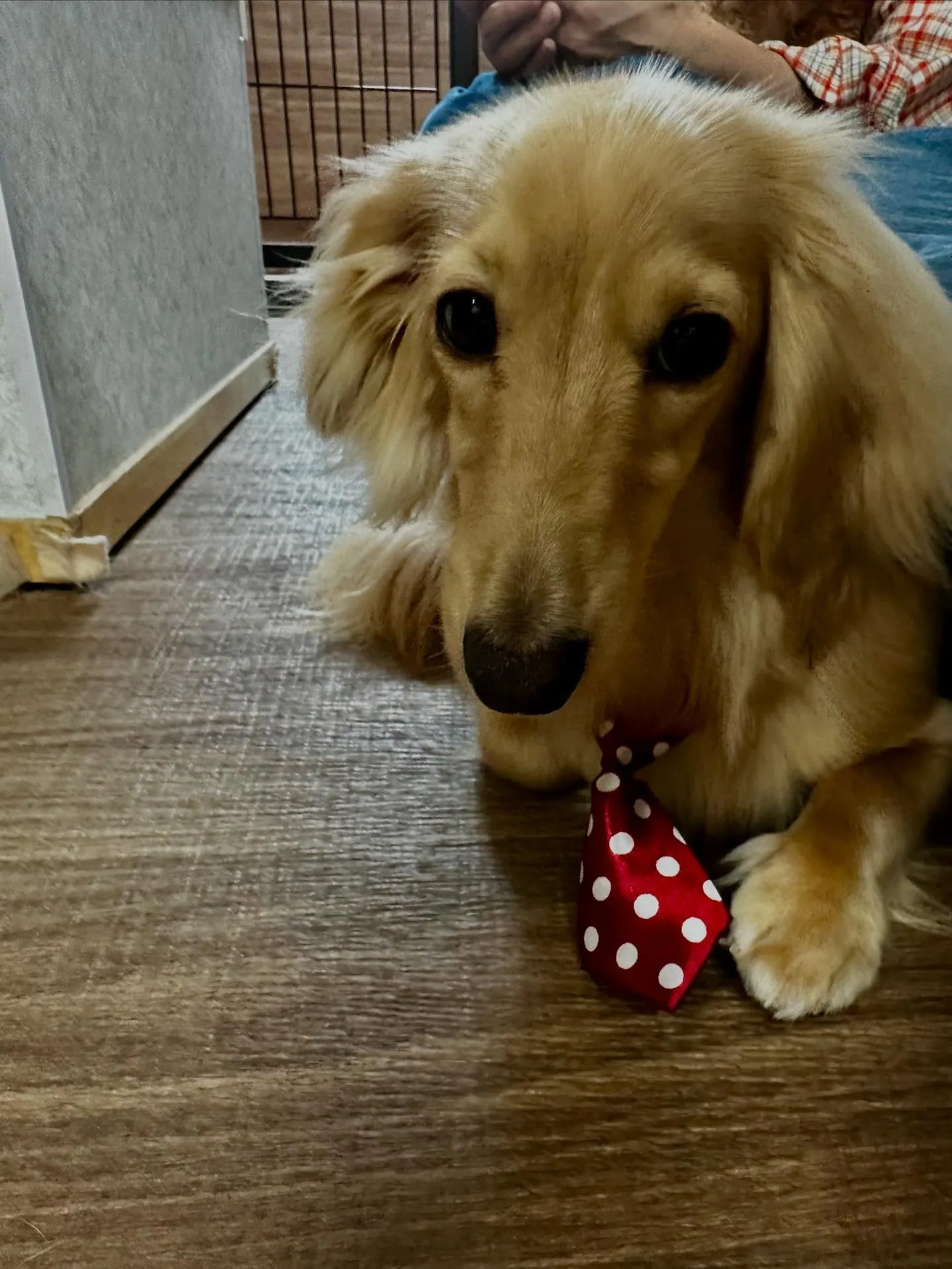 トリミングに来てくれたわんこたちです🌟