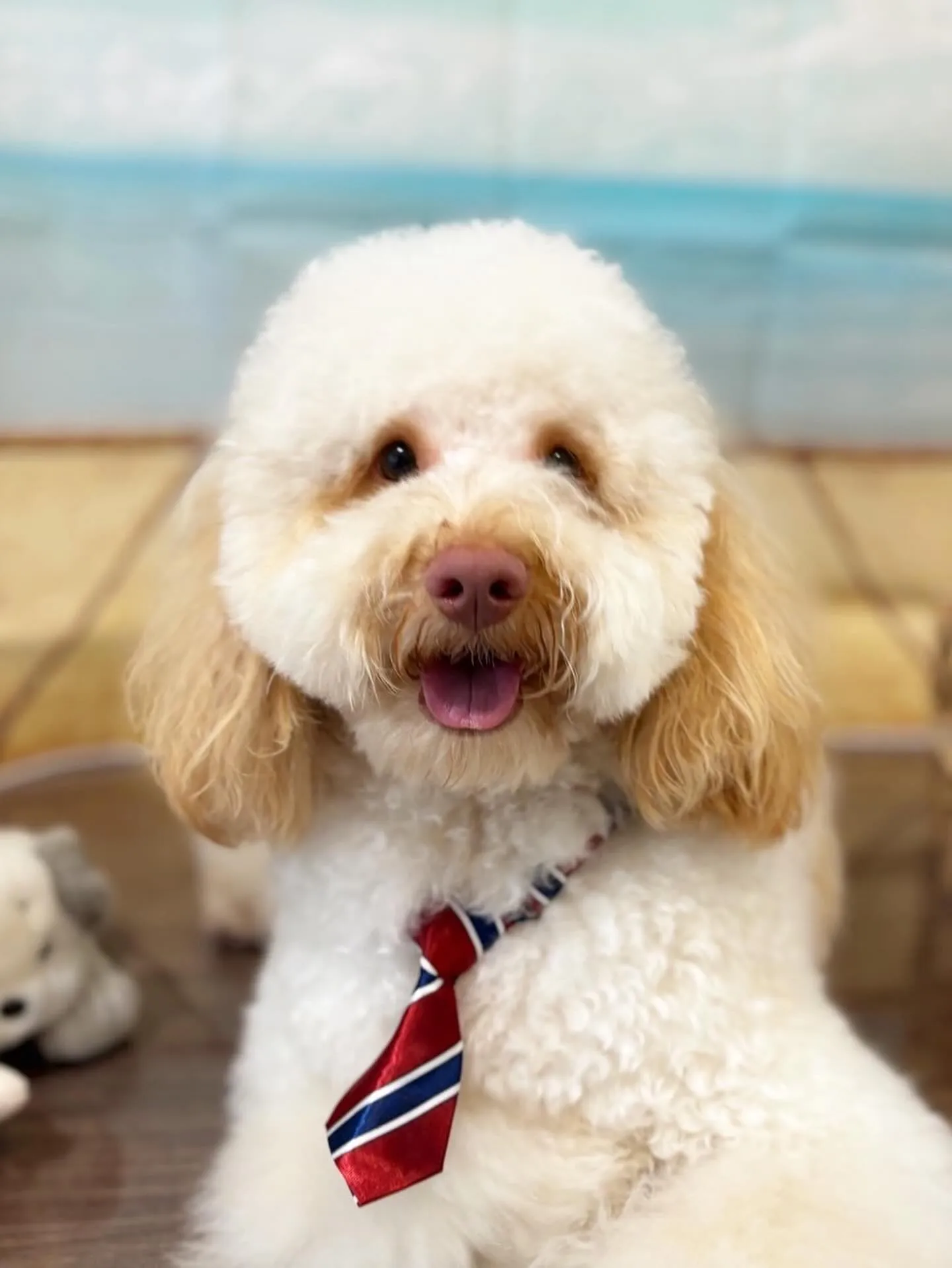 トリミングに来てくれたわんこたちです🌟