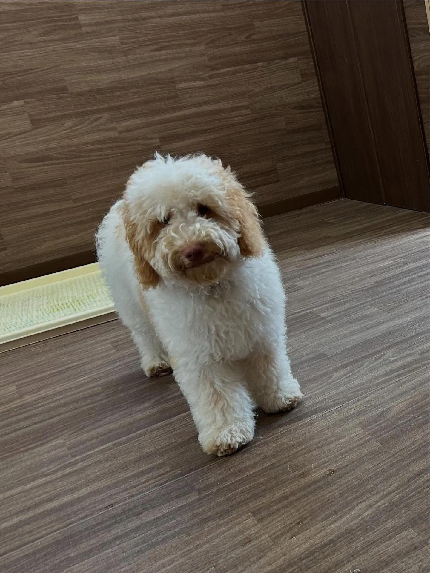 トリミングに来てくれたわんこたちです🌟