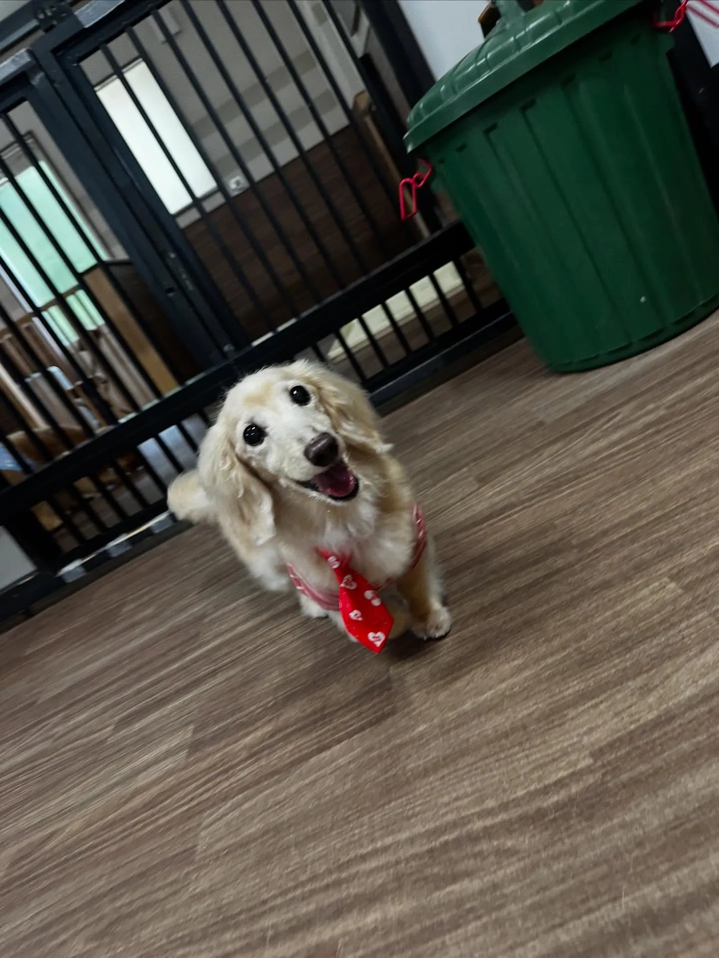 トリミングに来てくれたわんこたちです🌟