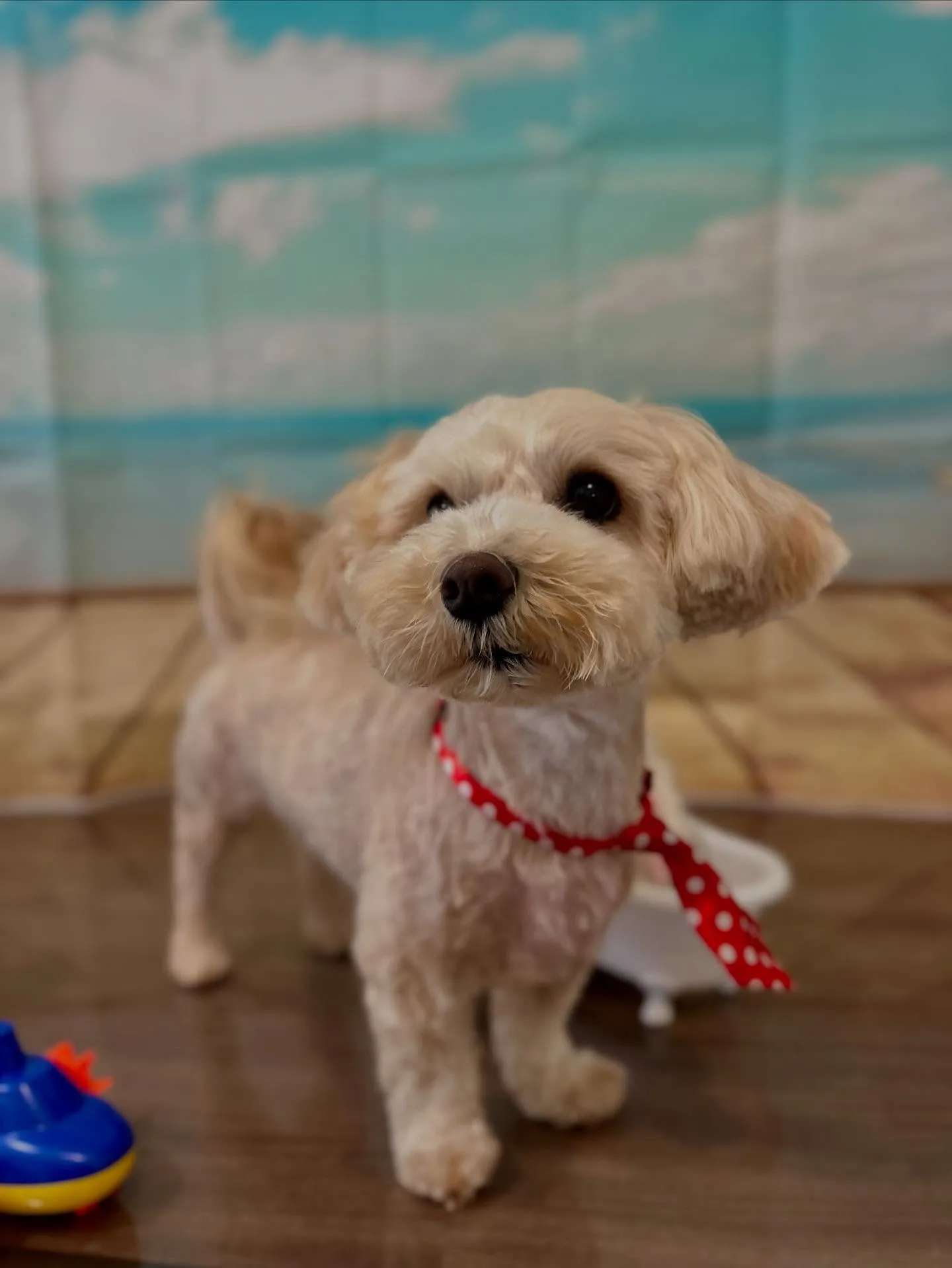 トリミングに来てくれたわんこたちです🌟