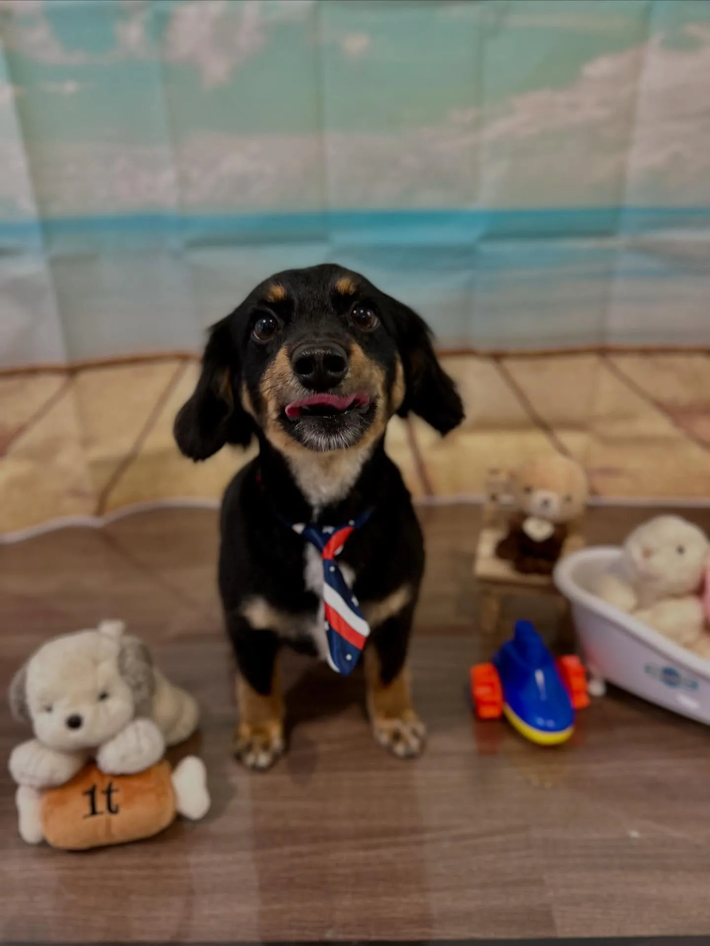 トリミングに来てくれたわんこたちです🌟