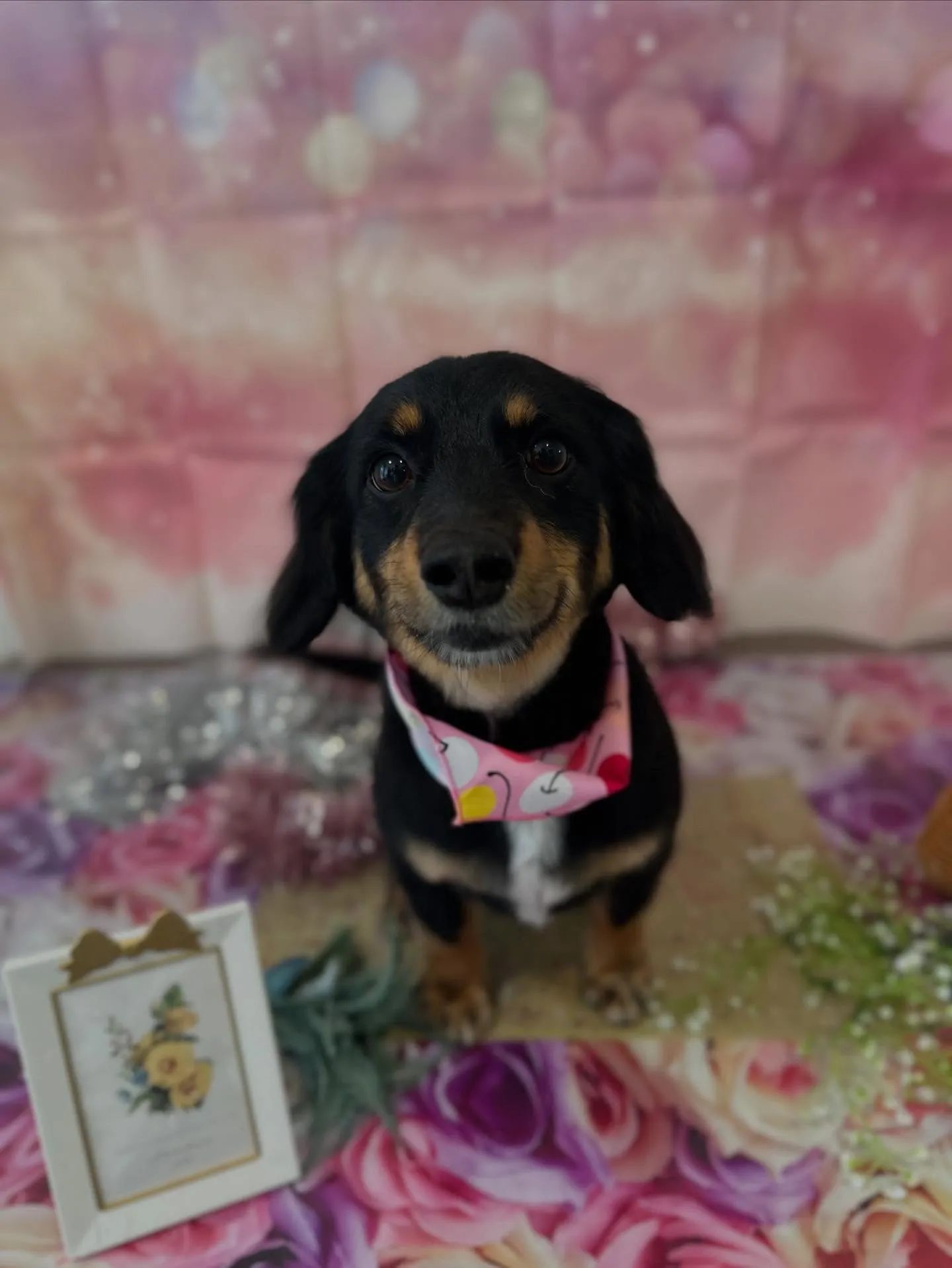 トリミングに来てくれたわんこたちです🌟