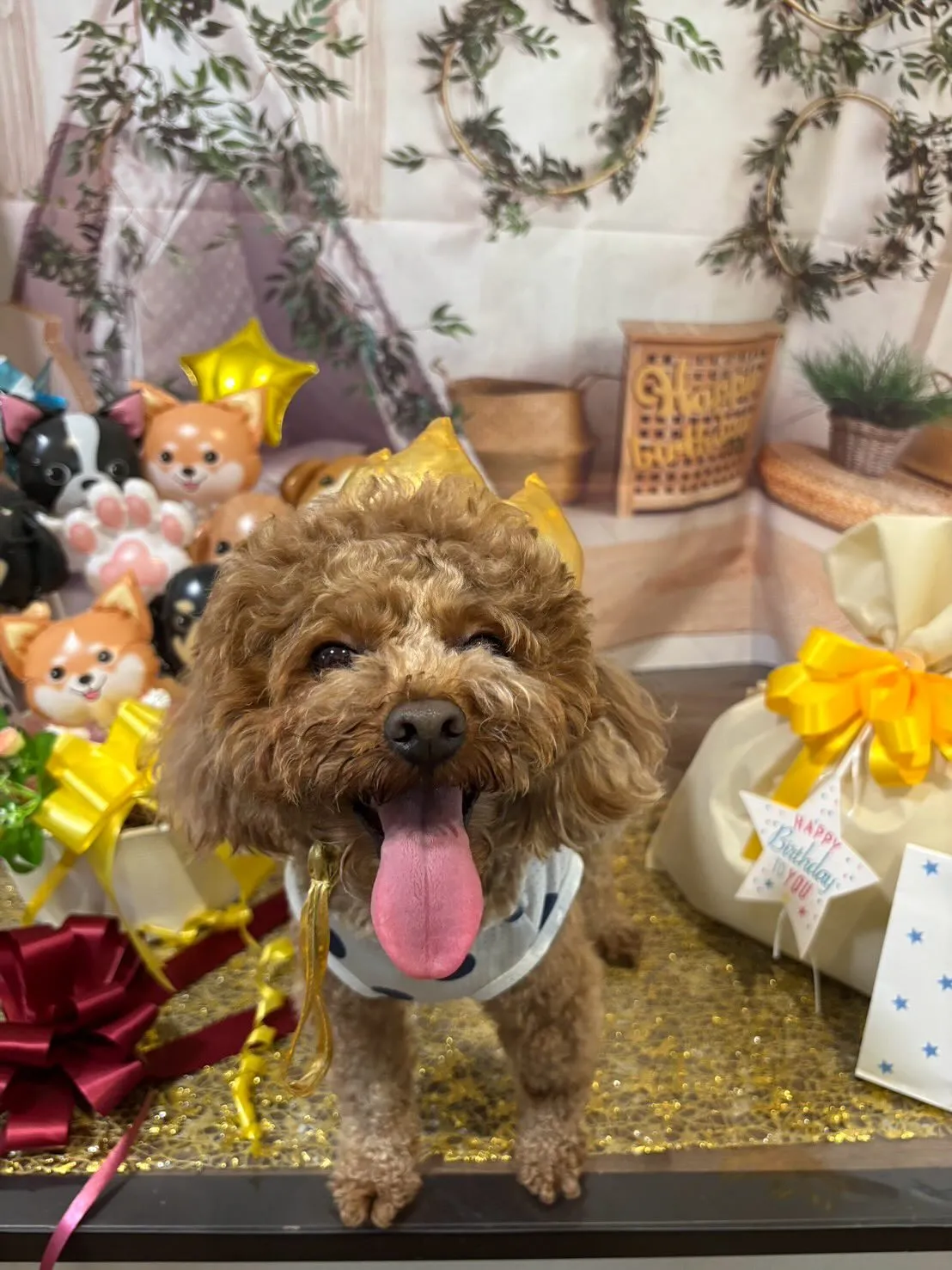 昨日はモカくんのお誕生日でした🎂㊗️