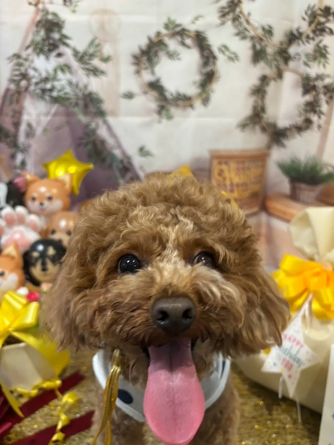 昨日はモカくんのお誕生日でした🎂㊗️